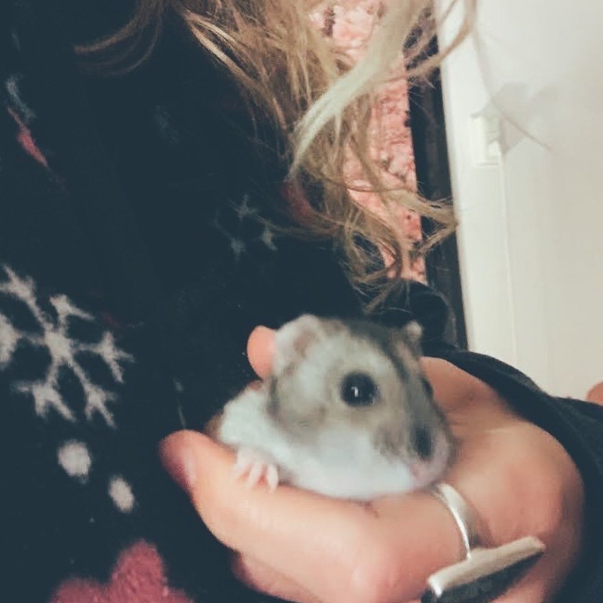 🐭 
This little mouse, and many others, have made such an impact in my life. 
They are precious little souls, with massive hearts.

One of them in particular, I saved from a busy street in Toronto. I wrapped him up in my sweater, called him Andy, and
