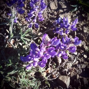 CameraBag_Photo_1001