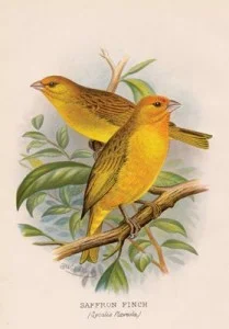 saffron-finch-400