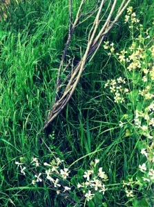 greenandbranch