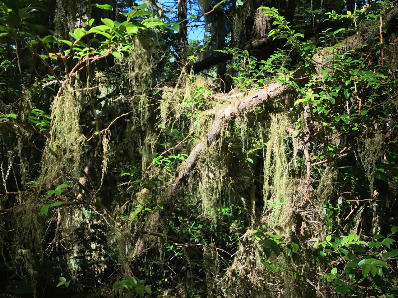 The Coastal Temperate Rainforest of Pacific Rim National Park Reserve