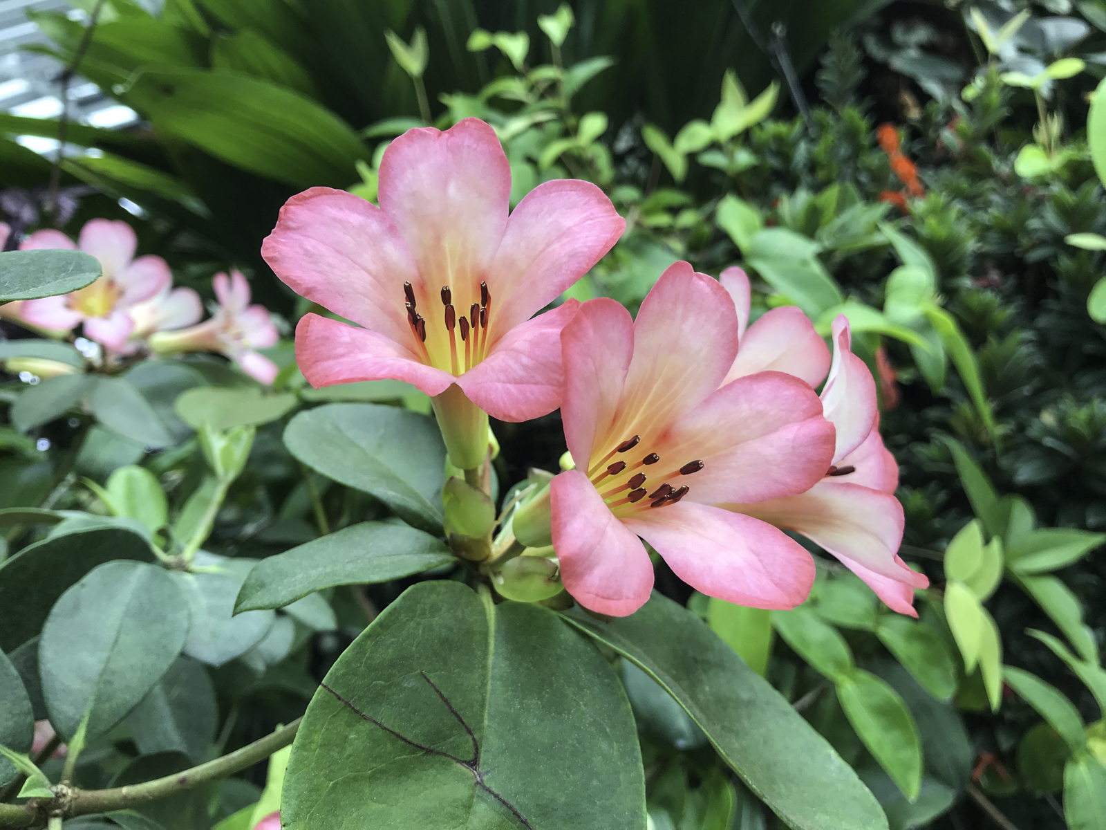 GardensByTheBay-10.jpg
