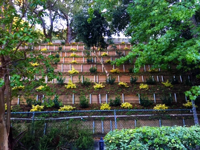 Landscaping my Hillside!