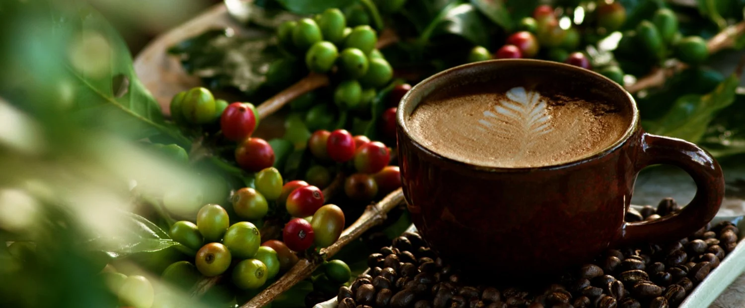 Straight from the Coffee Fields freshly roasted for you...