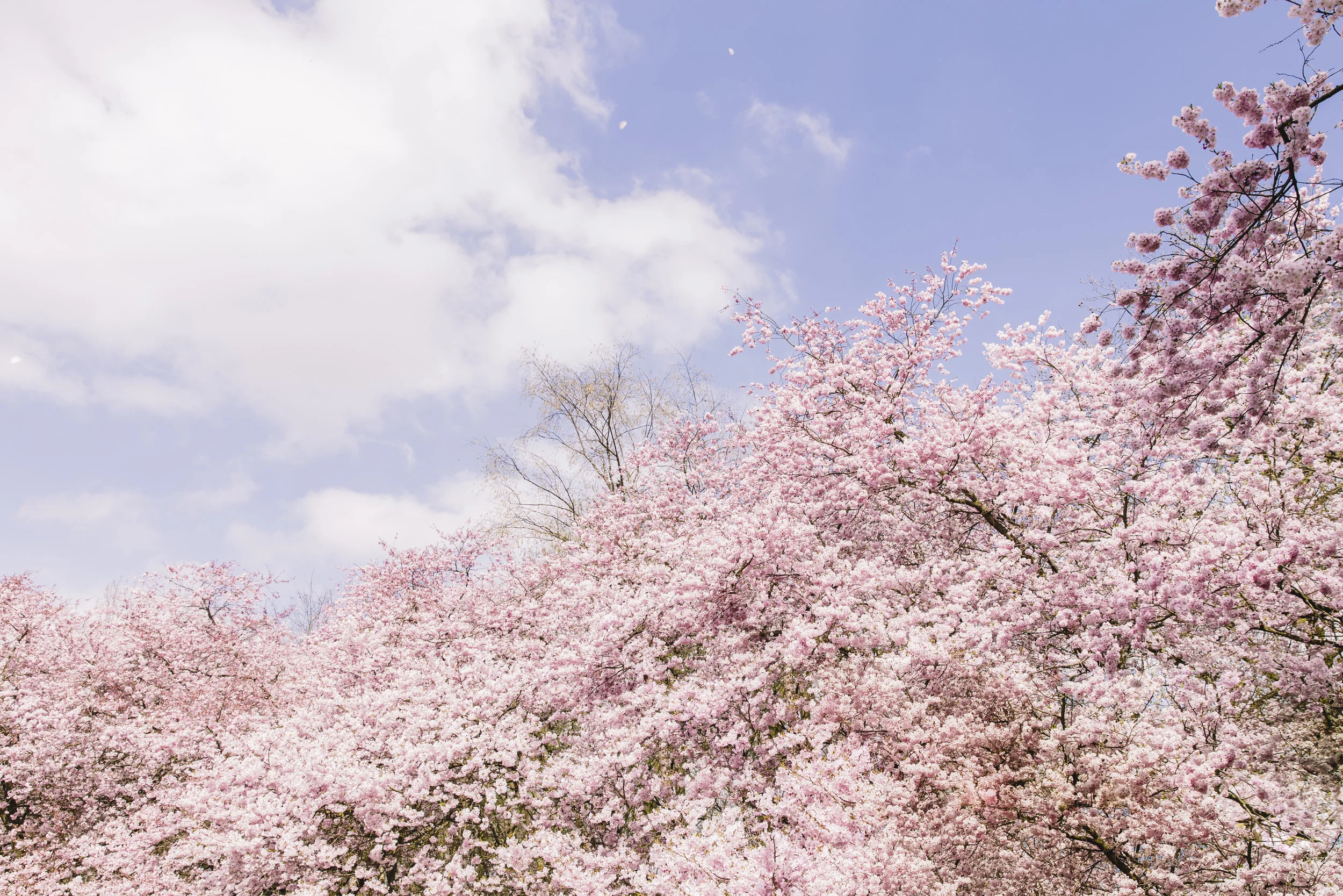 LorexGeert Japanse Tuin-13.jpg