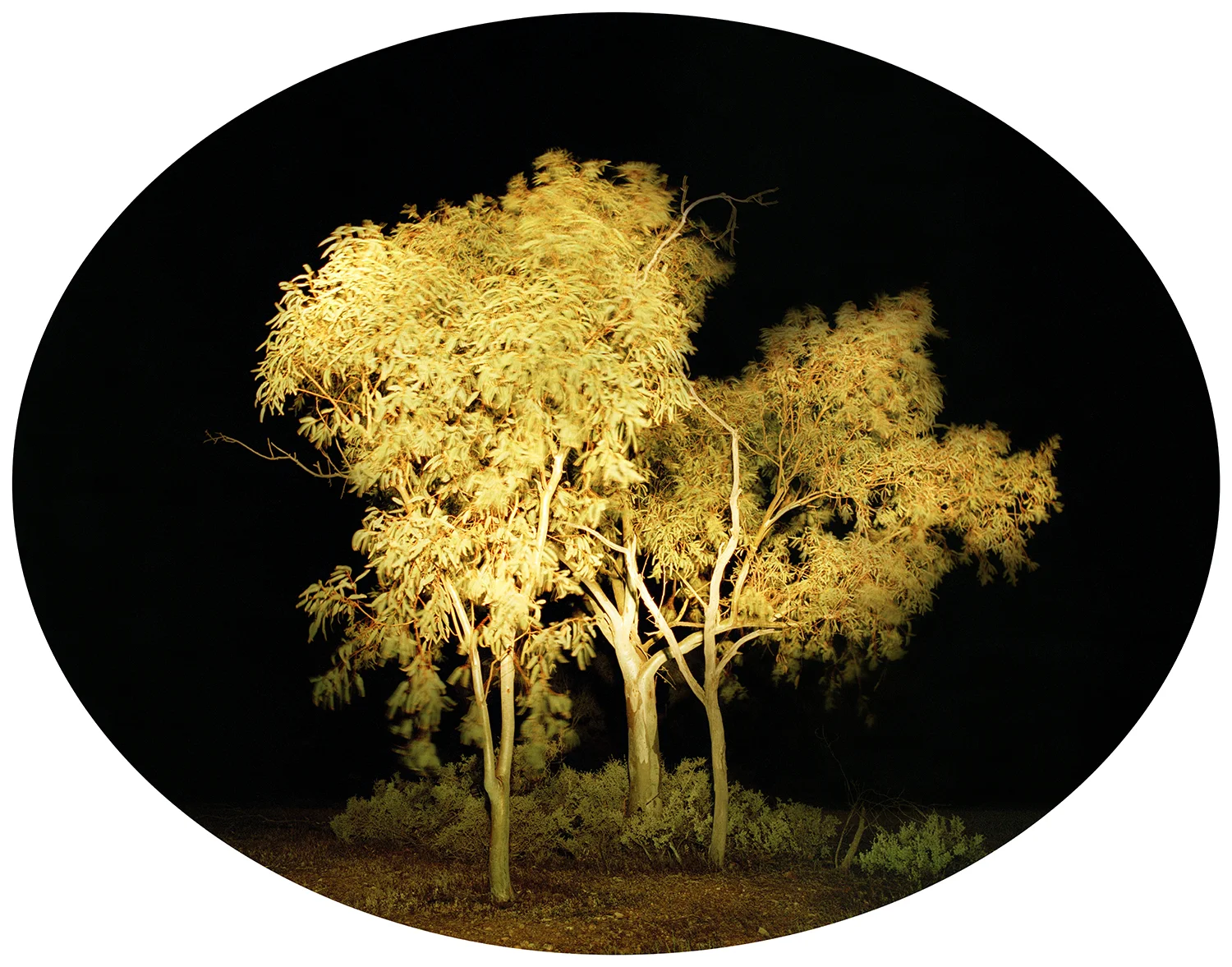 FG Golden Night Trio