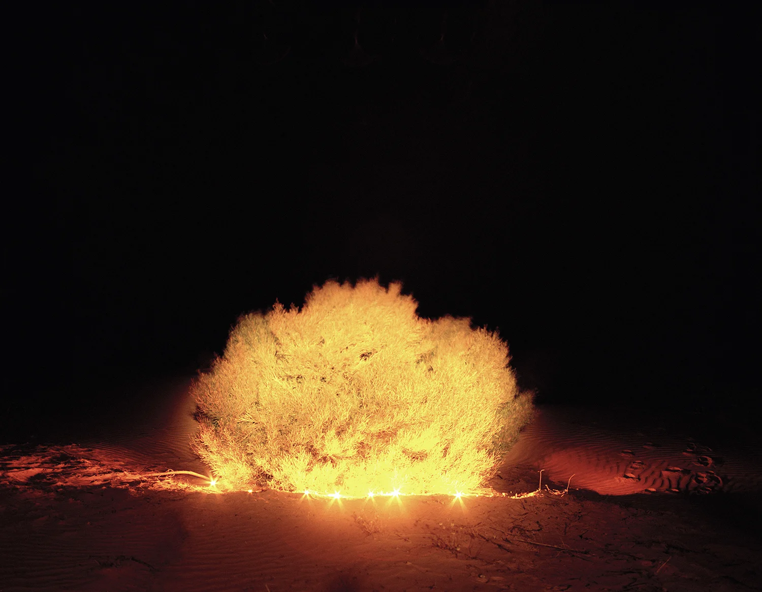 The Illuminated Mulga