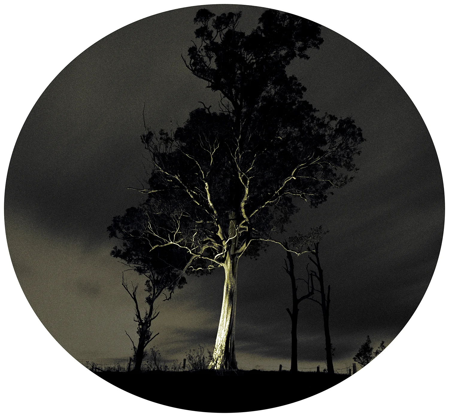 Tree of Mann.jpg