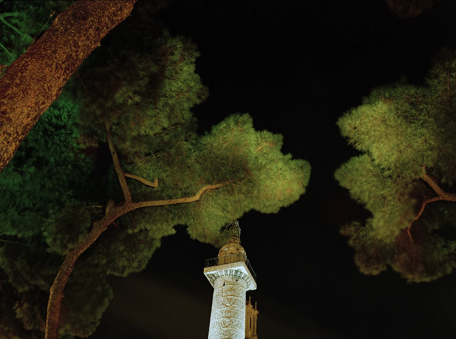 RomeTrees.jpg