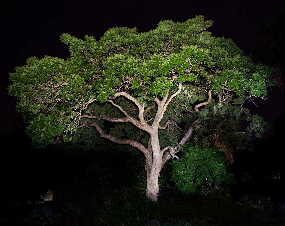 Blue Jacaranda, Jacaranda mimosifolia – Bignoniaceae