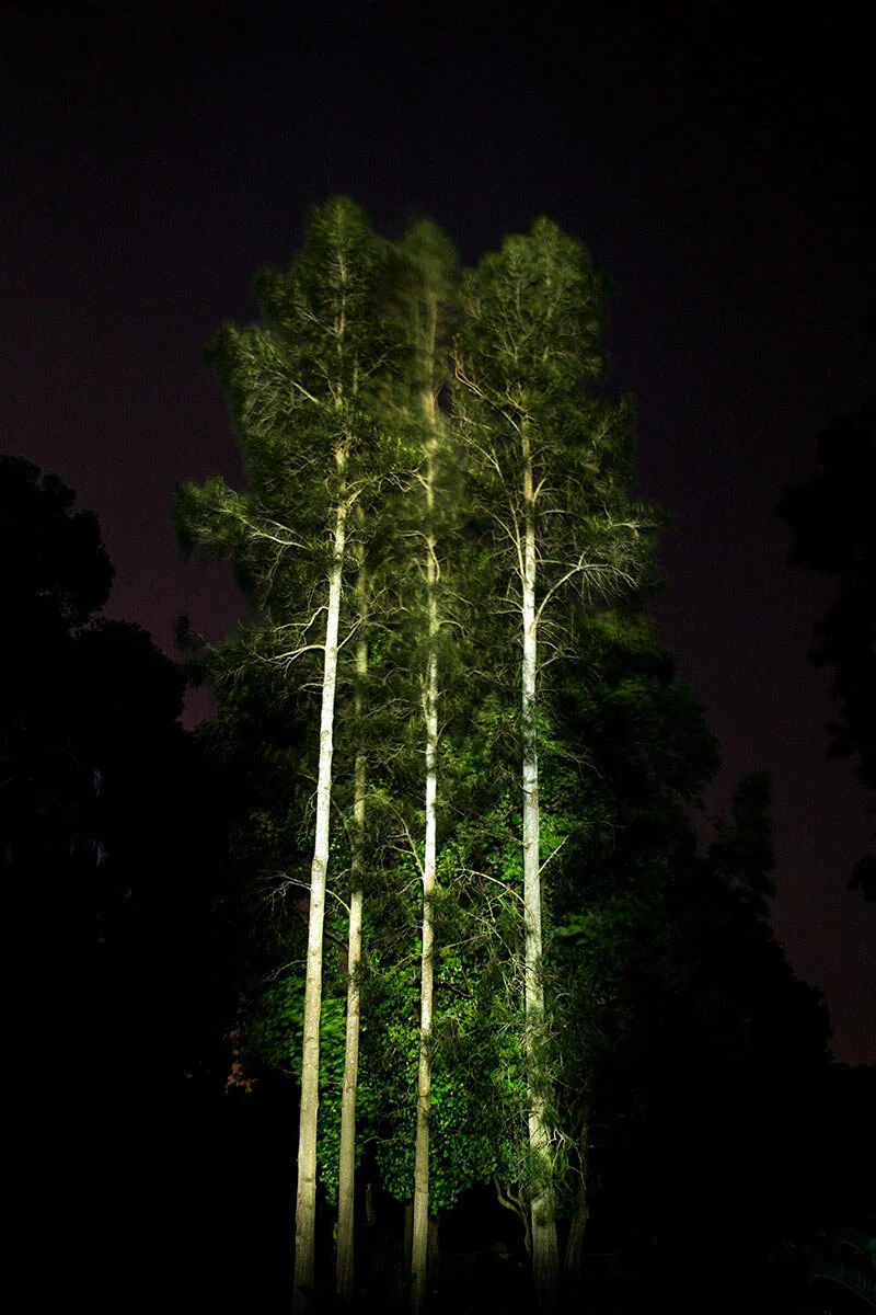 Guman (Cadigal) Swamp Oak, Casuarina glauca – Casuarinaceae