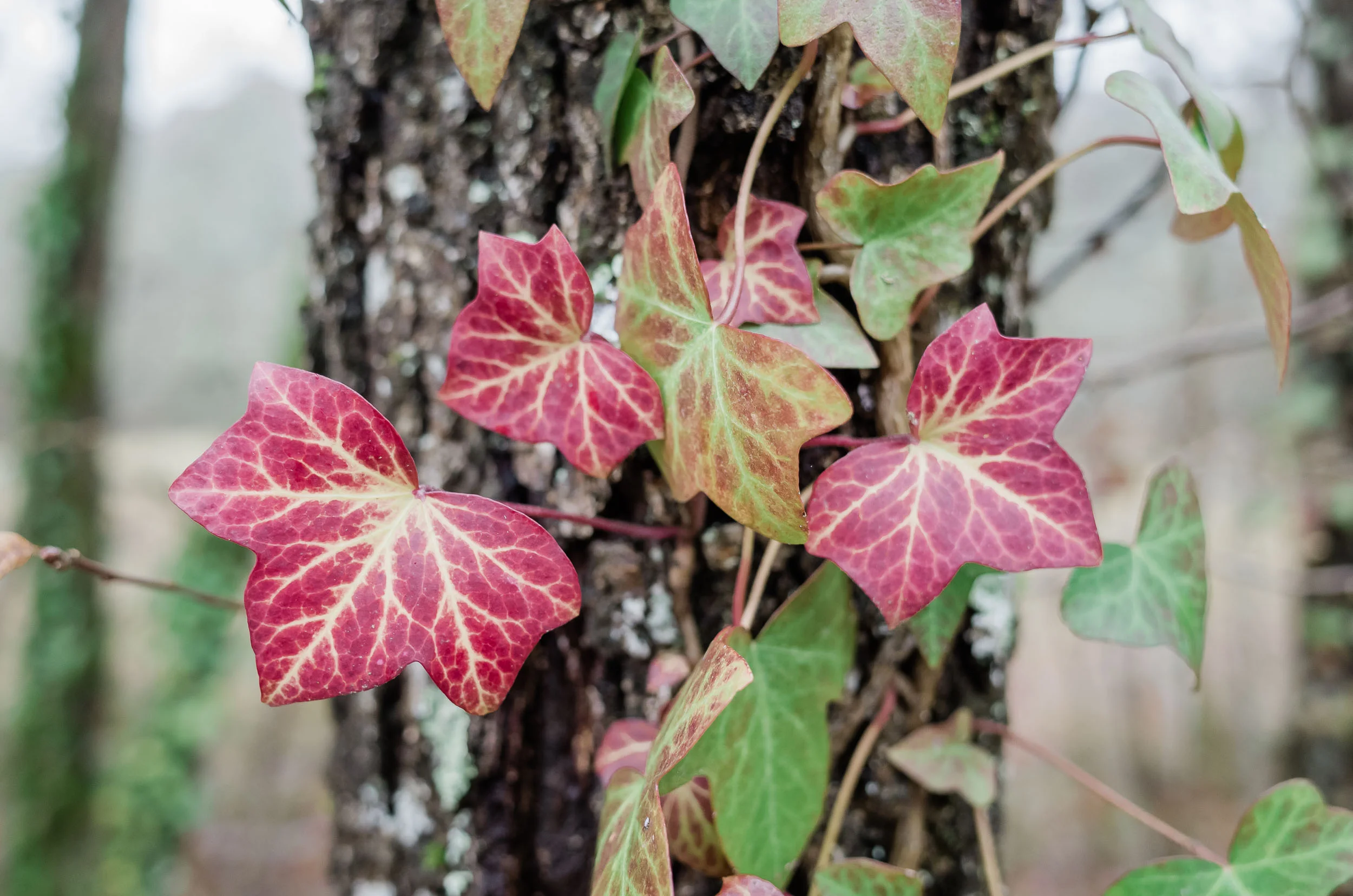 Ivy in winter, Dordogne, France