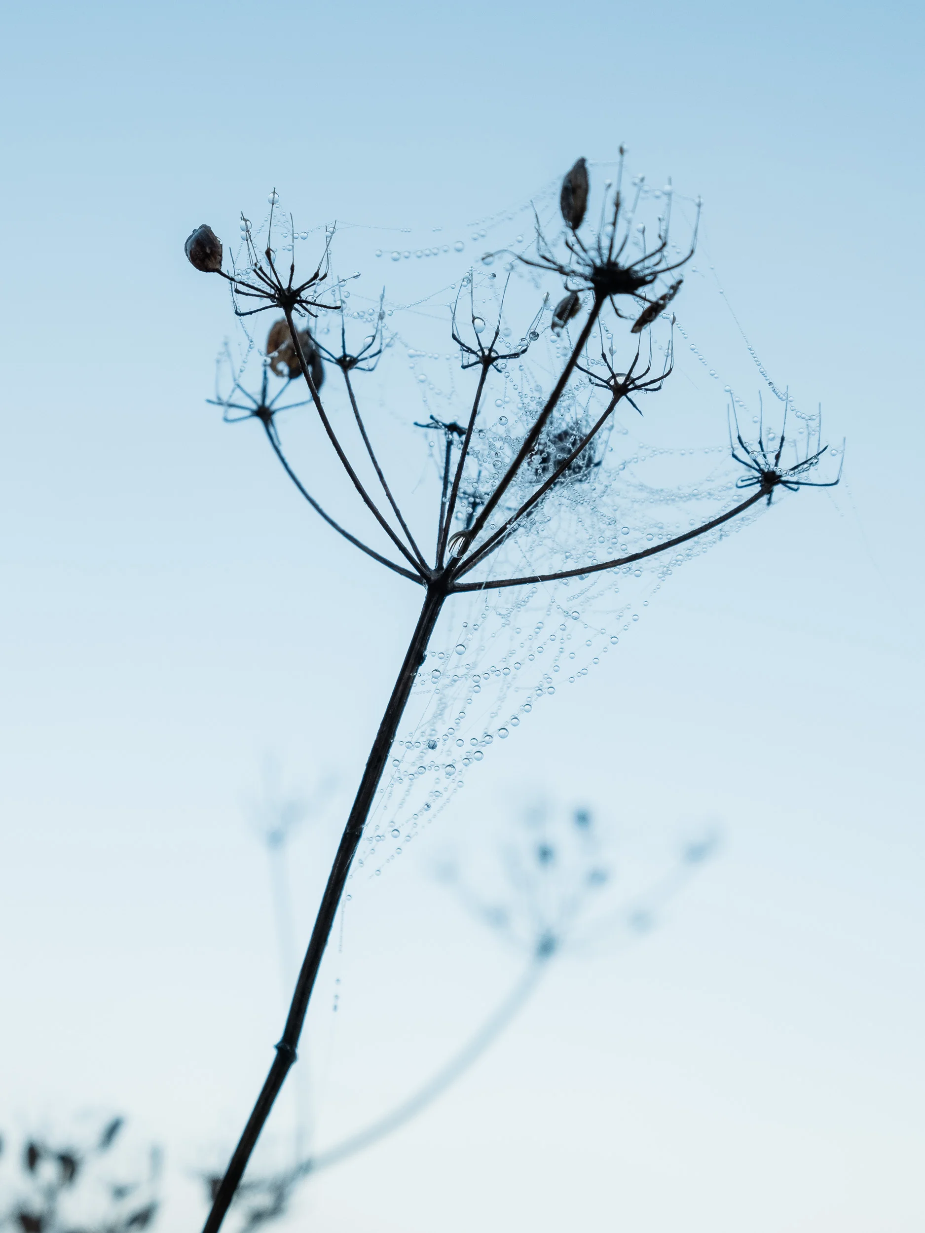 Seedhead in winter, Dordogne, France
