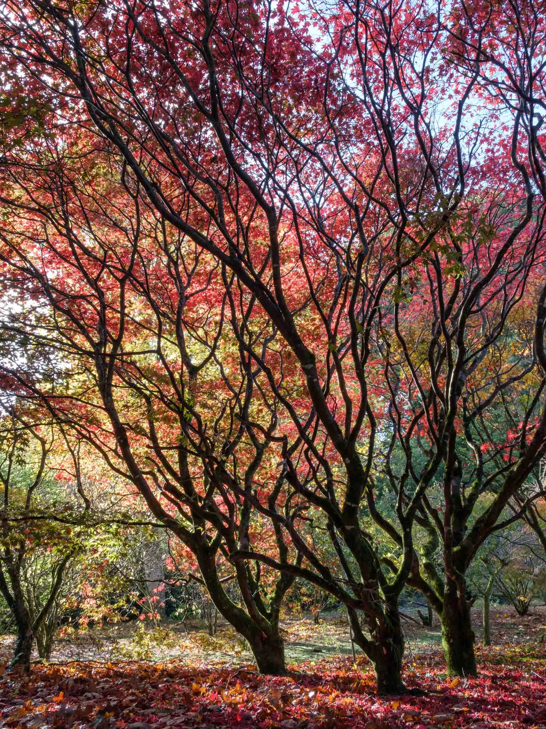 Acer, Mount Congreve, Co. Waterford, Ireland