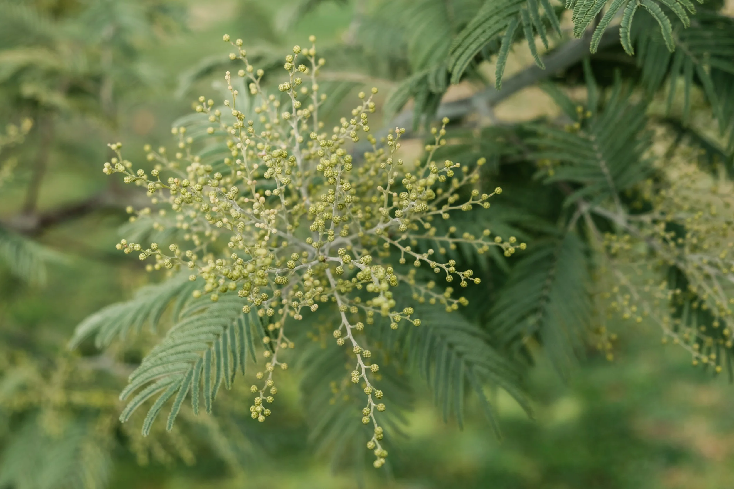 Acacia dealbata, Dordogne, France