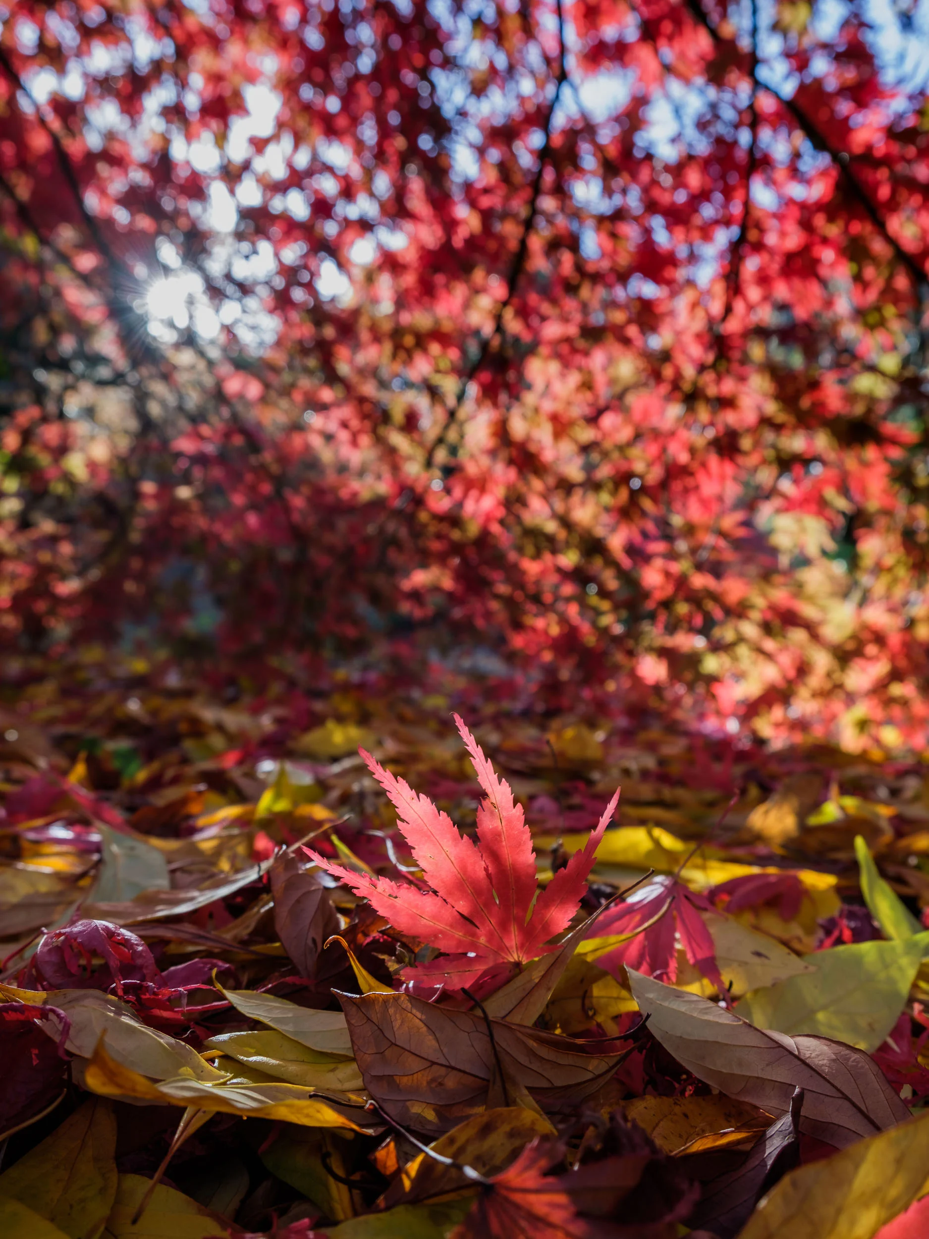 Acer, Mount Congreve, Co. Waterford, Ireland