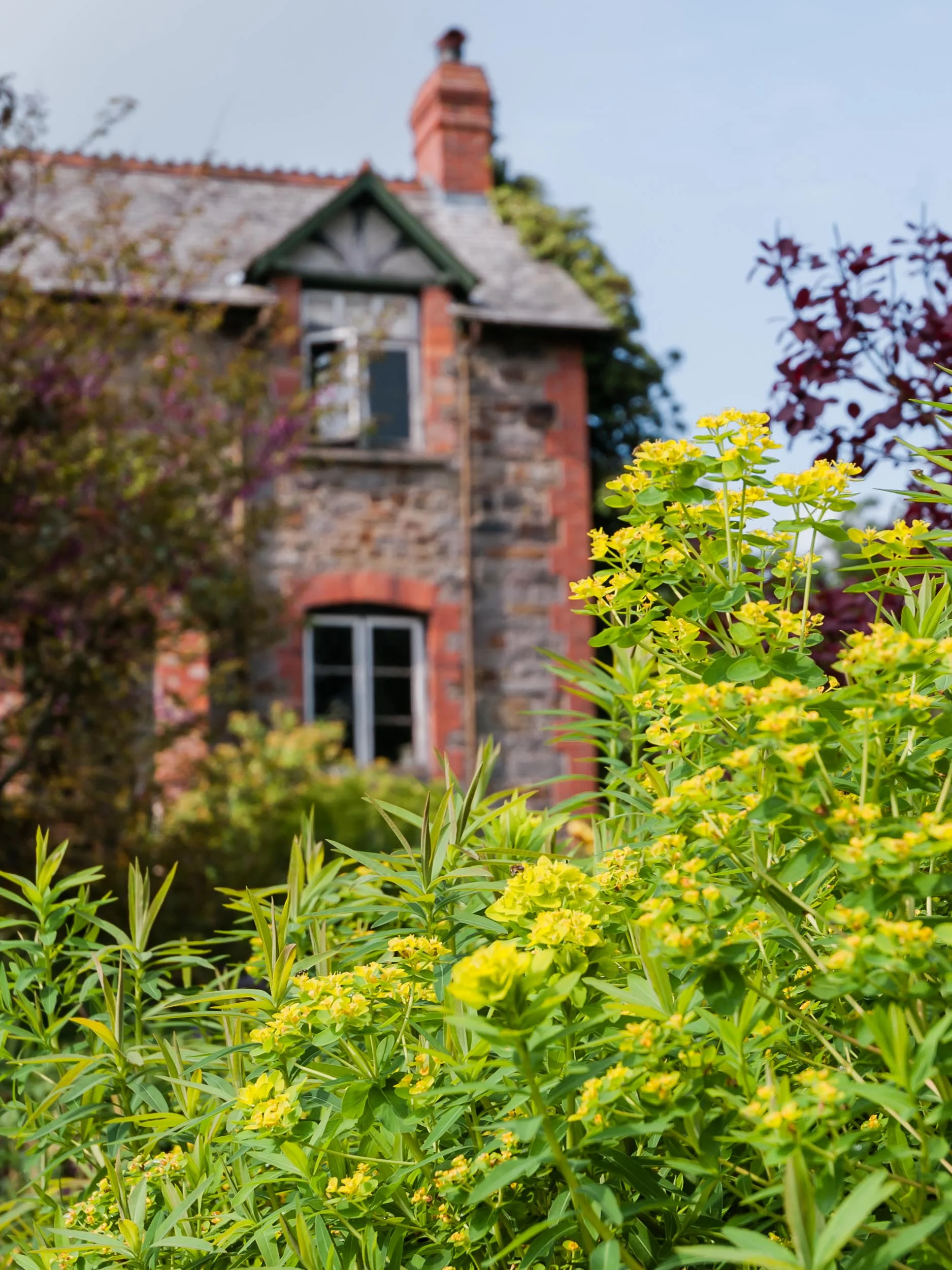 Euphorbia, Glebe Cottage, Devon, UK