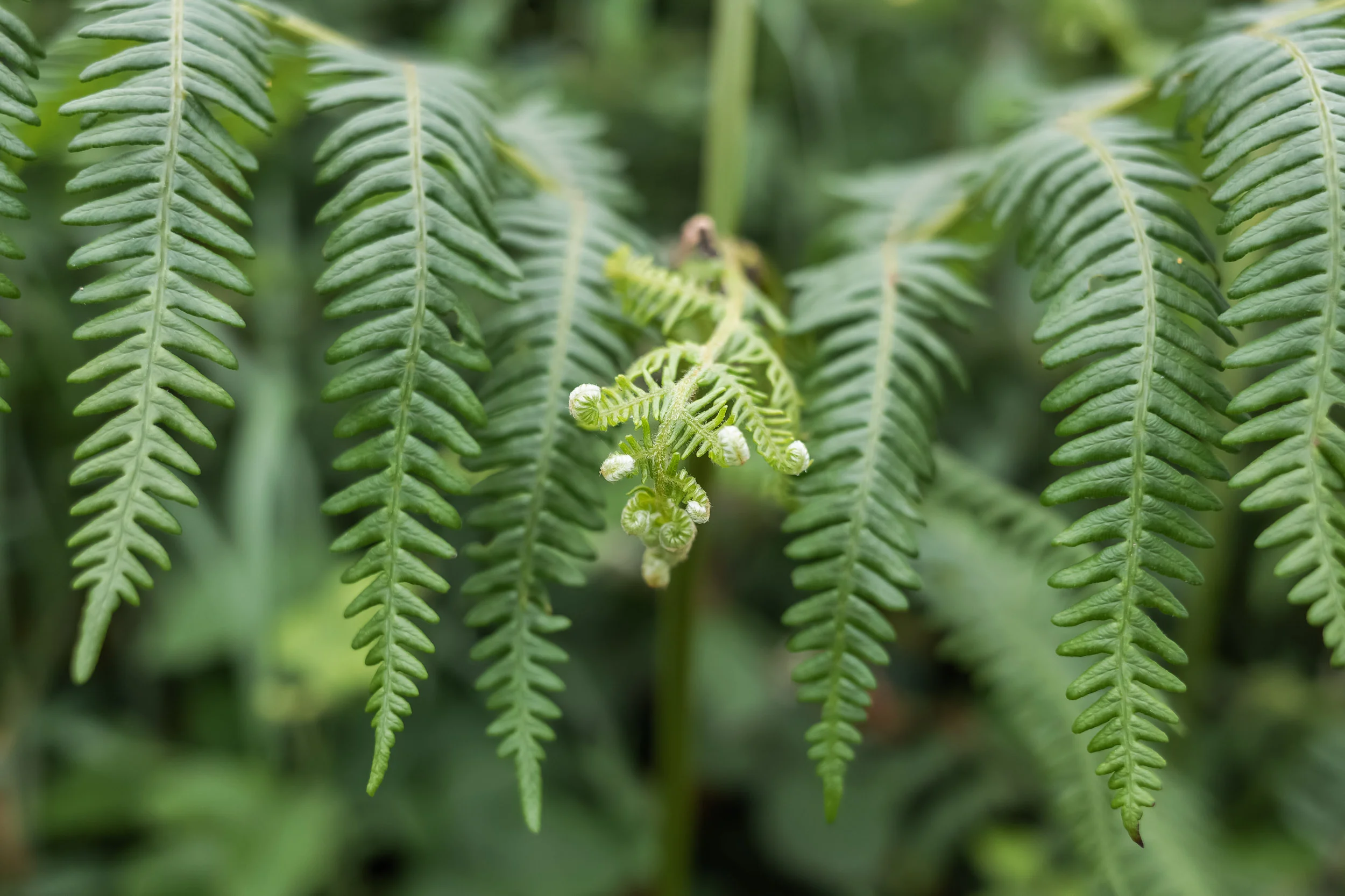 Fern frond, Devon, UK