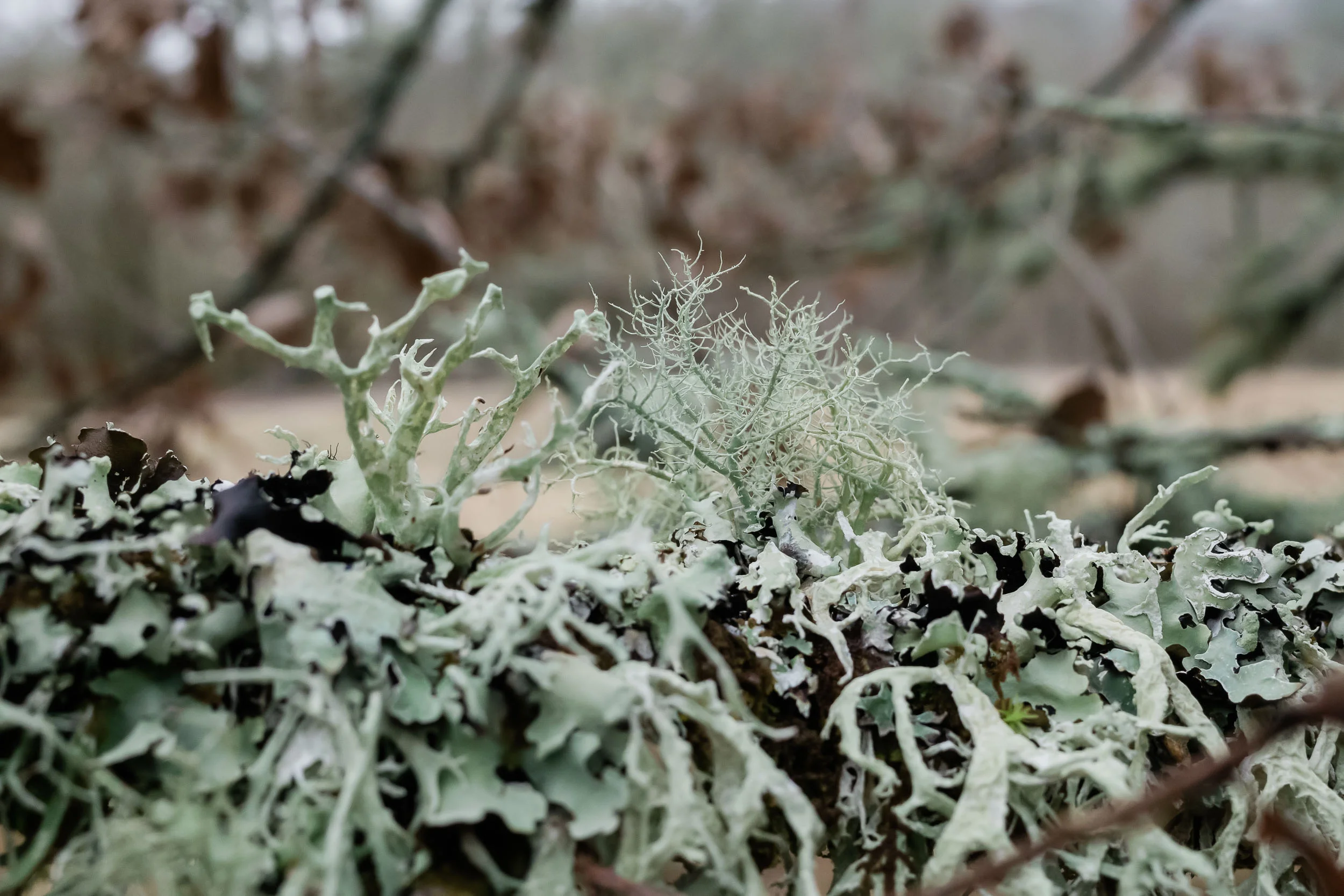 Lichen, Dordogne, France