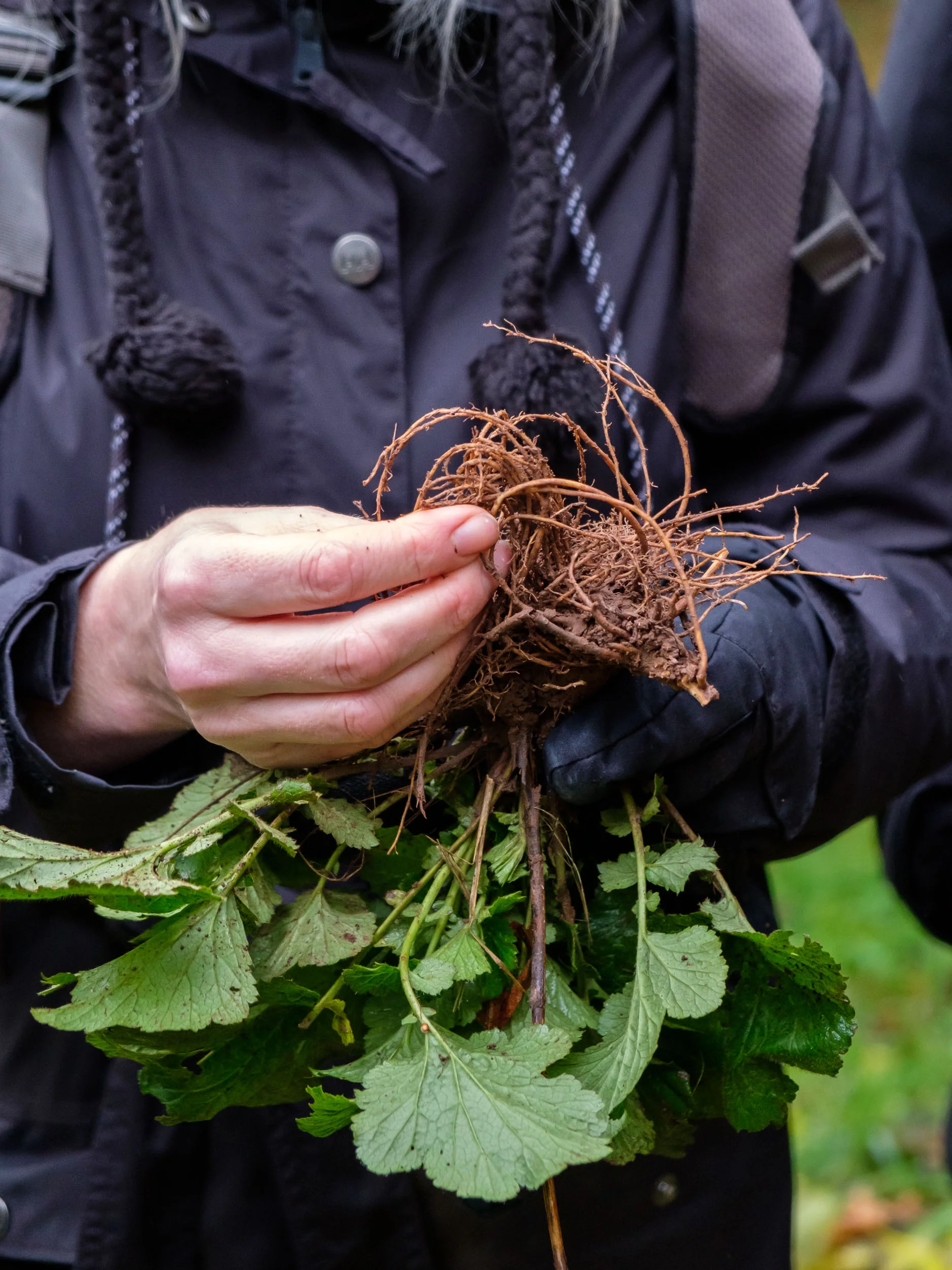 Autumn-Foraging_128_web.jpg