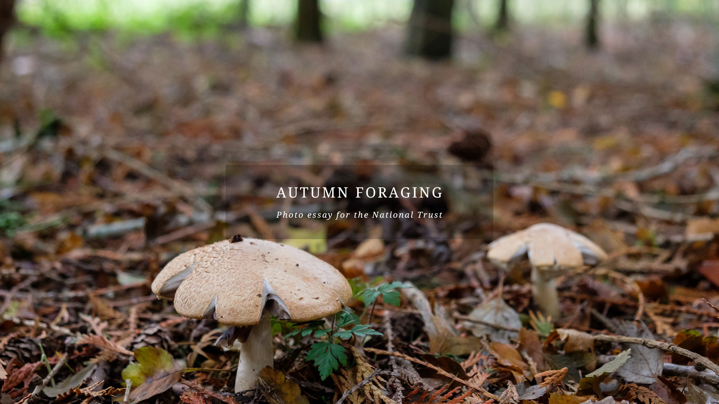 Autumn Foraging.jpg