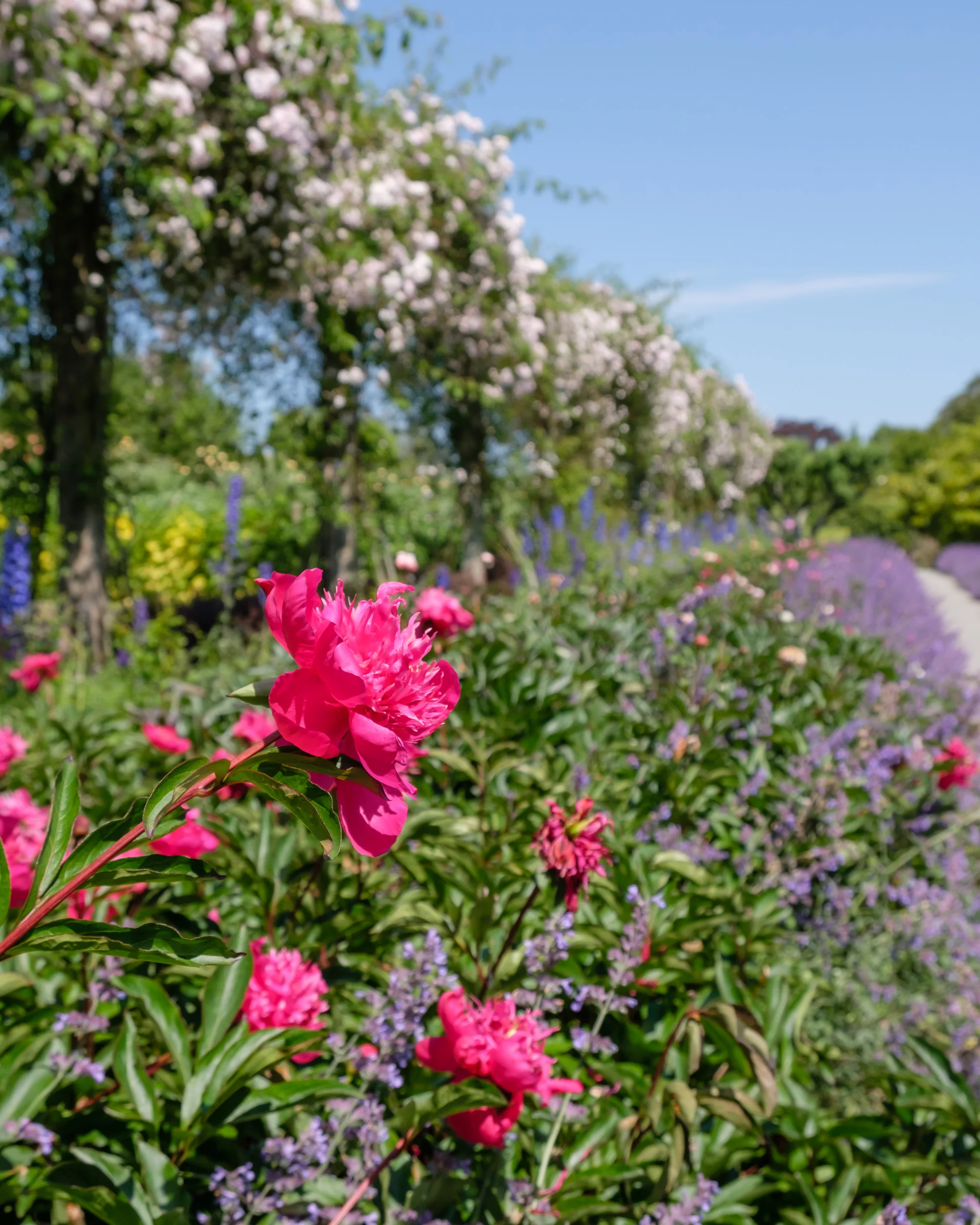 Peony Walk, Mount Congreve, Co. Waterford, Ireland