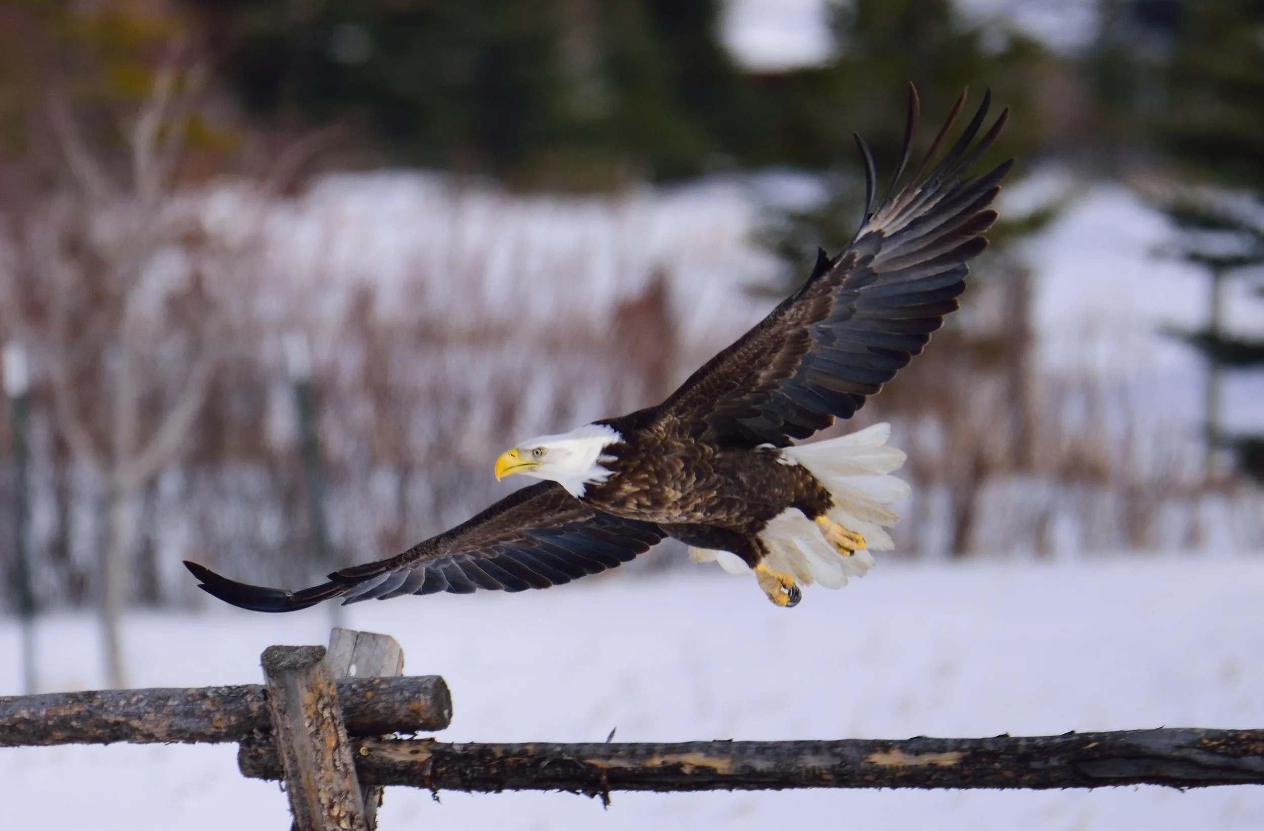 eagle 1.jpg