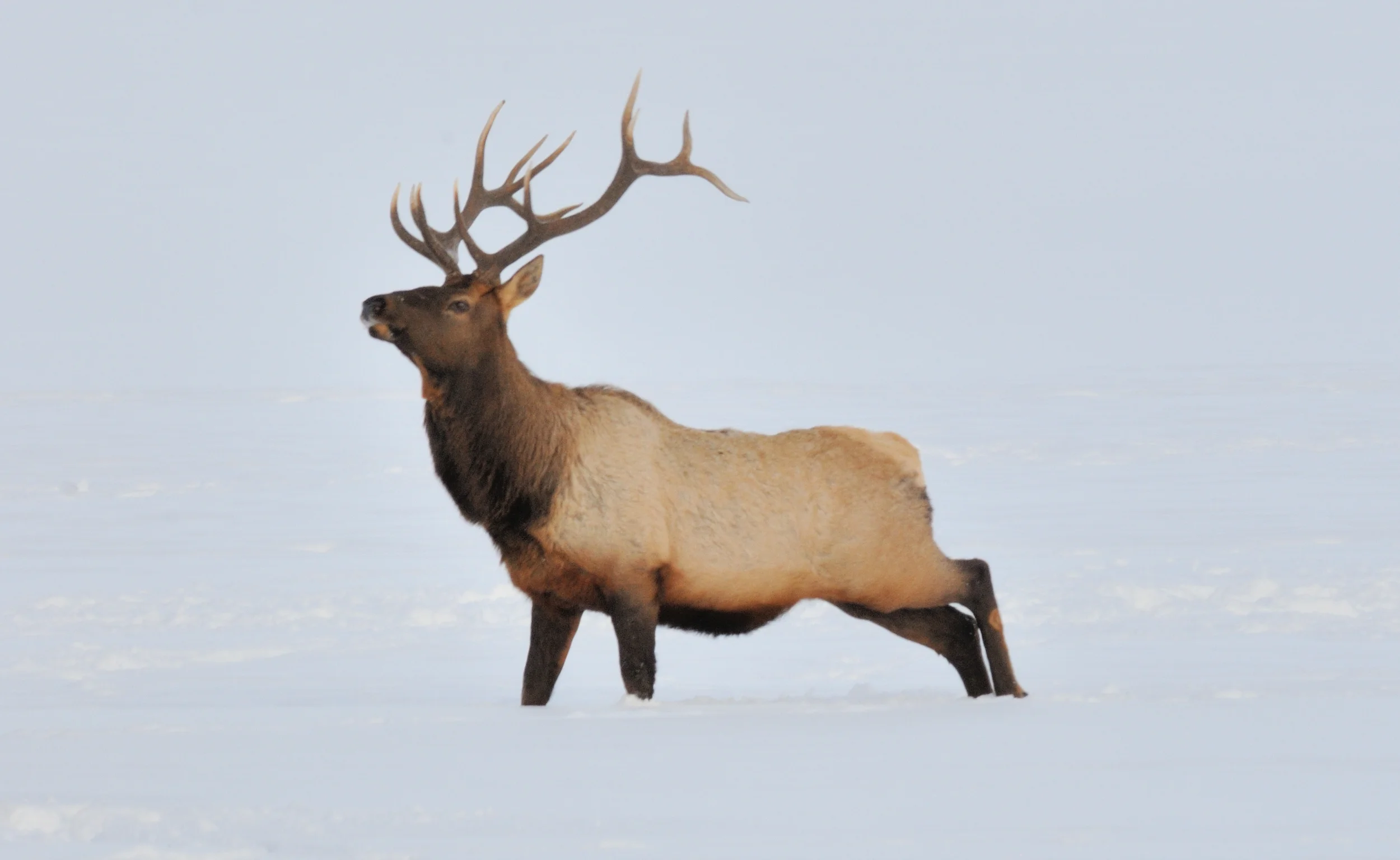 elk 3.jpg