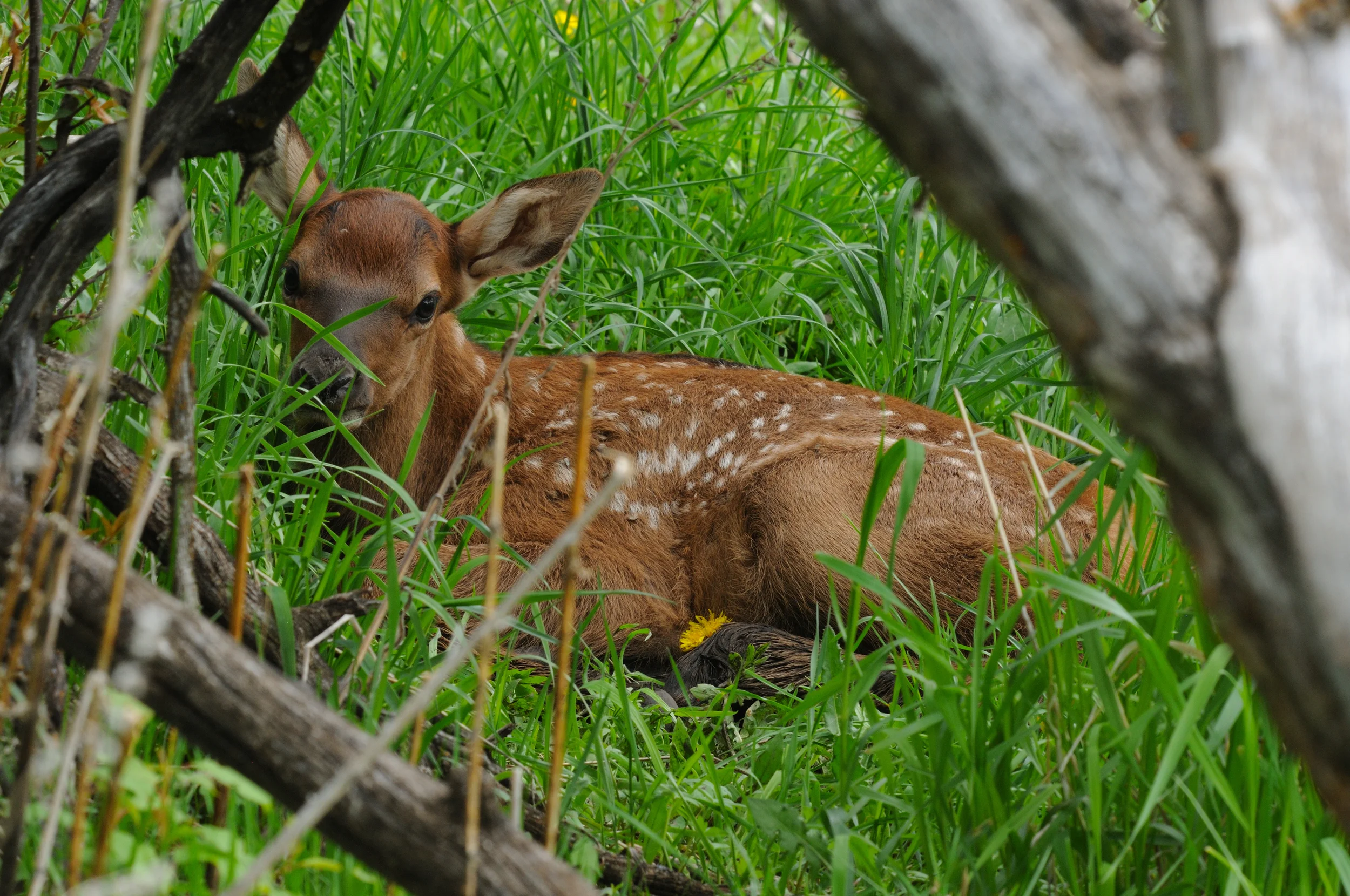 elk 4.jpg