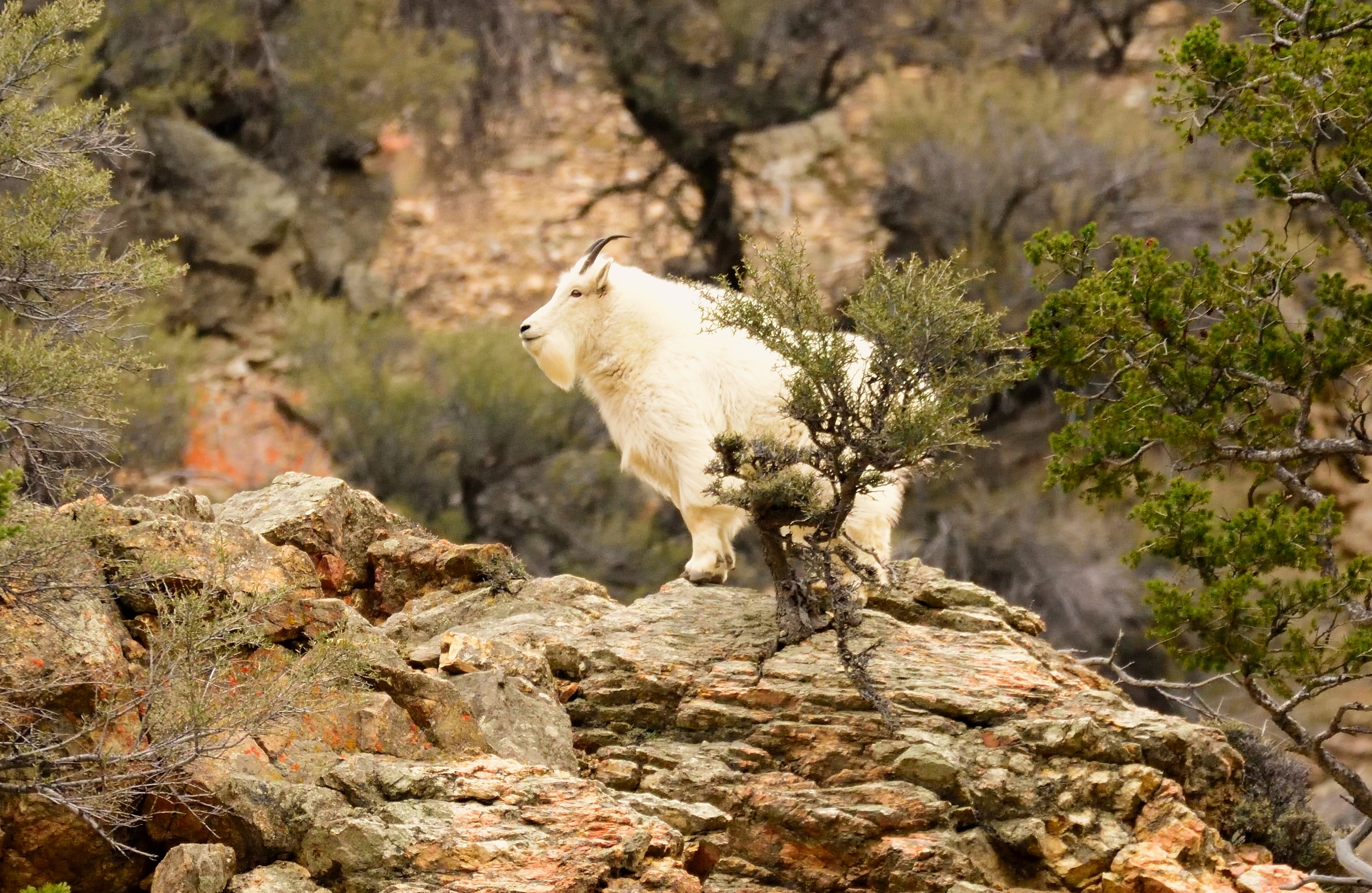 goat 1.jpg
