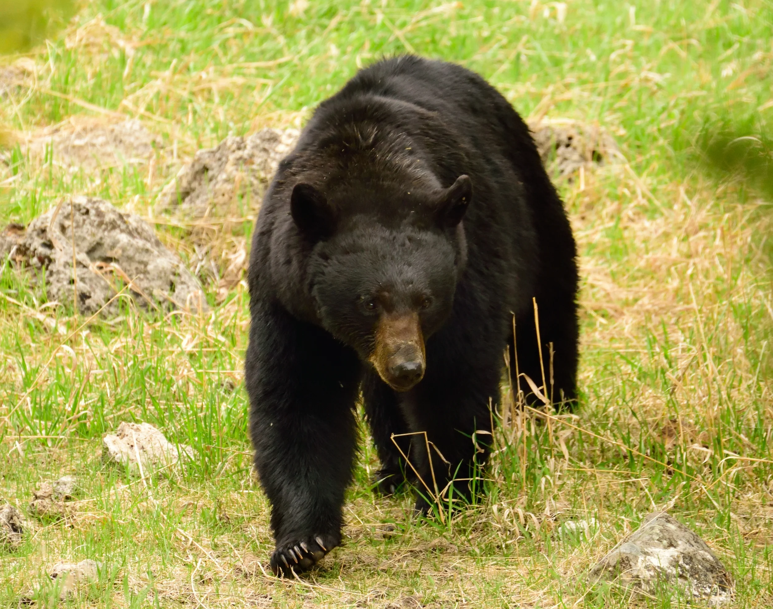bear 2.jpg