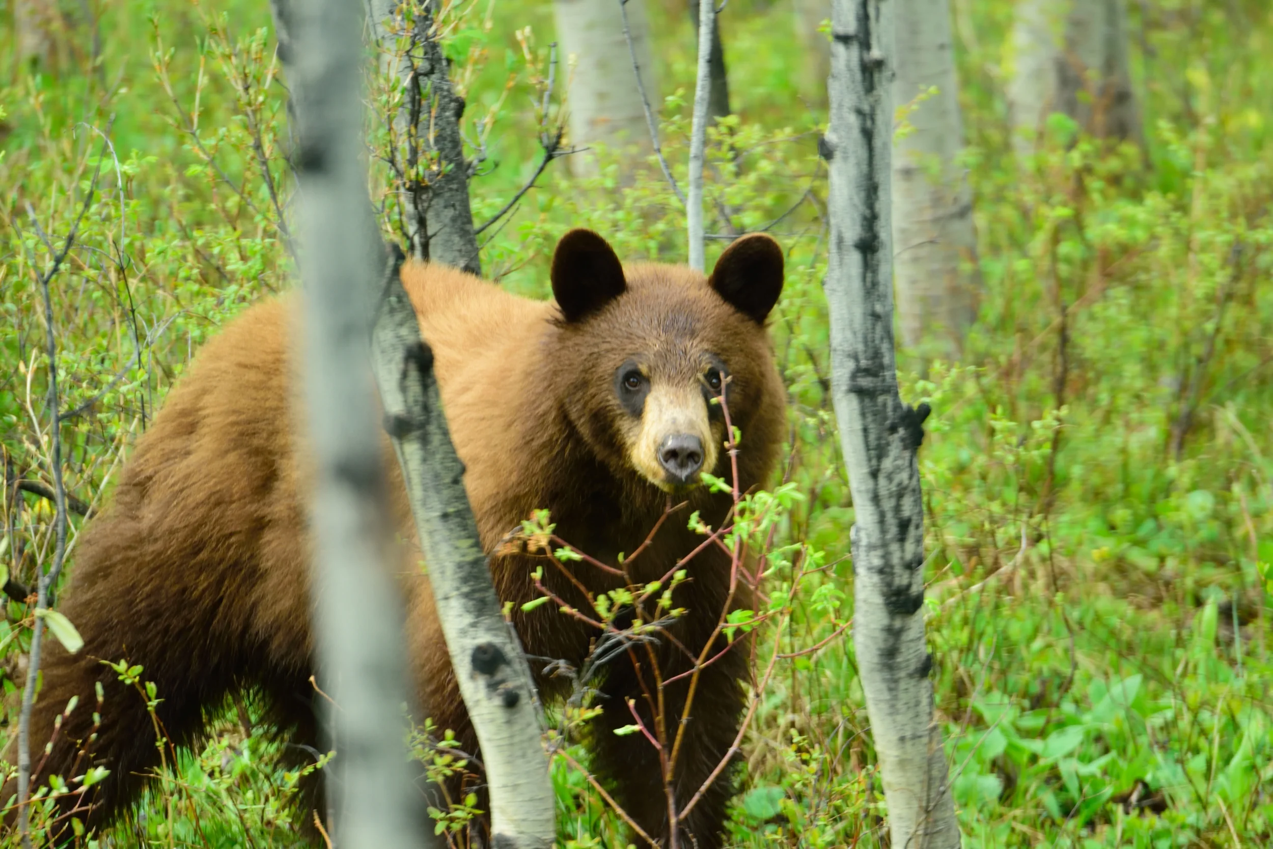 bear 4.jpg