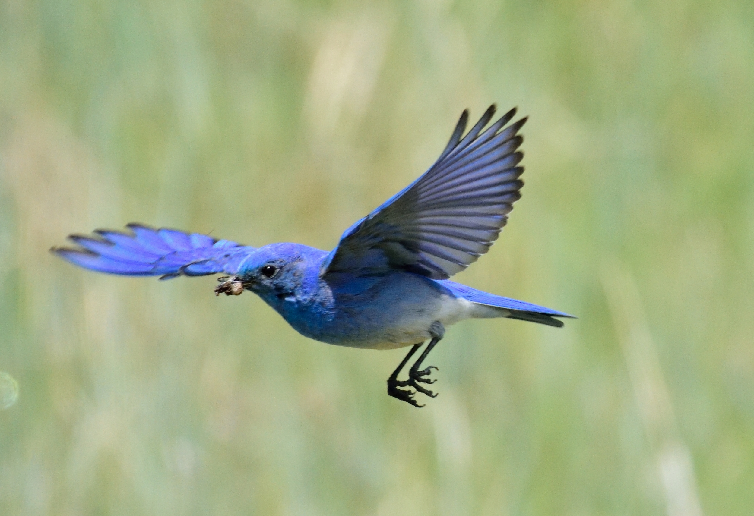 Blue bird 1 (2)-email.jpg