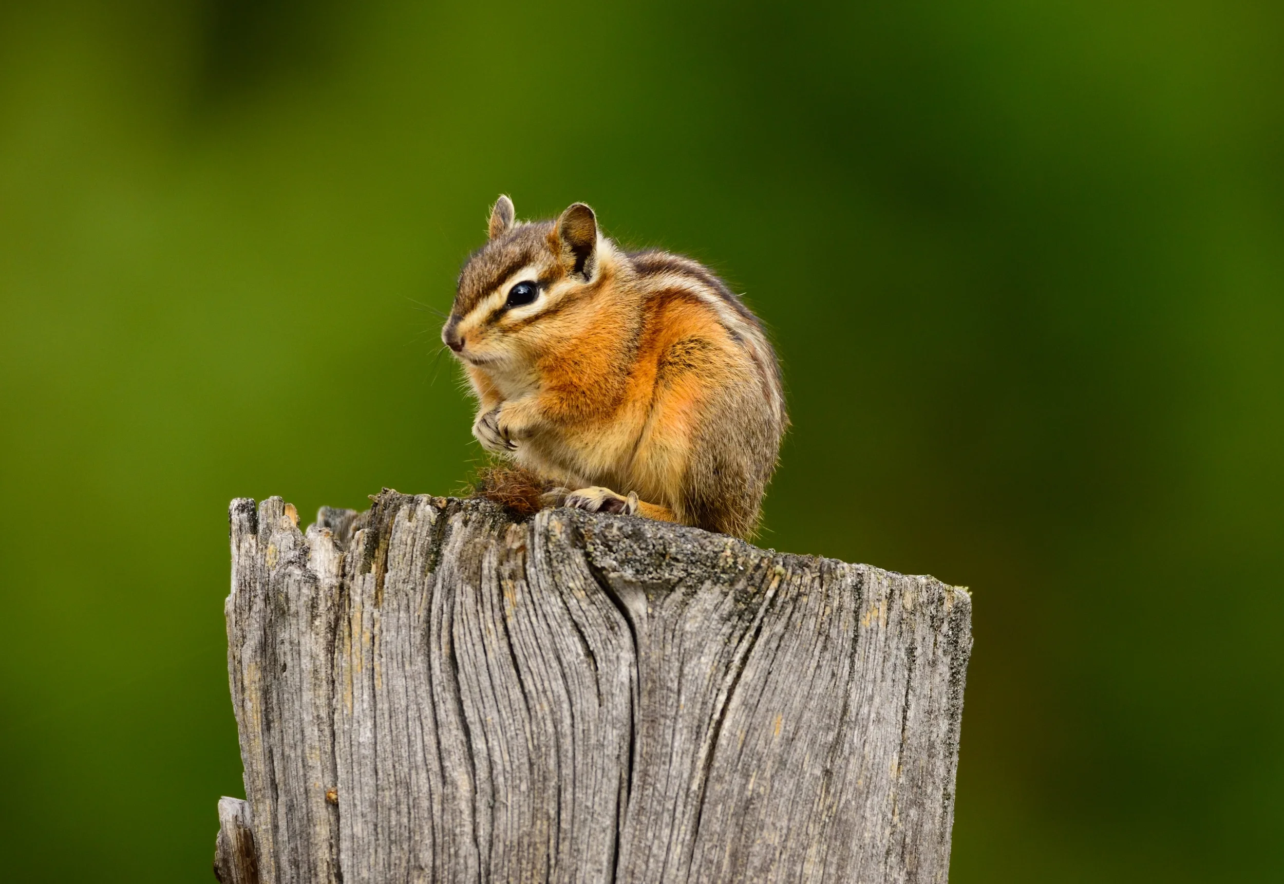chipmunk.jpg