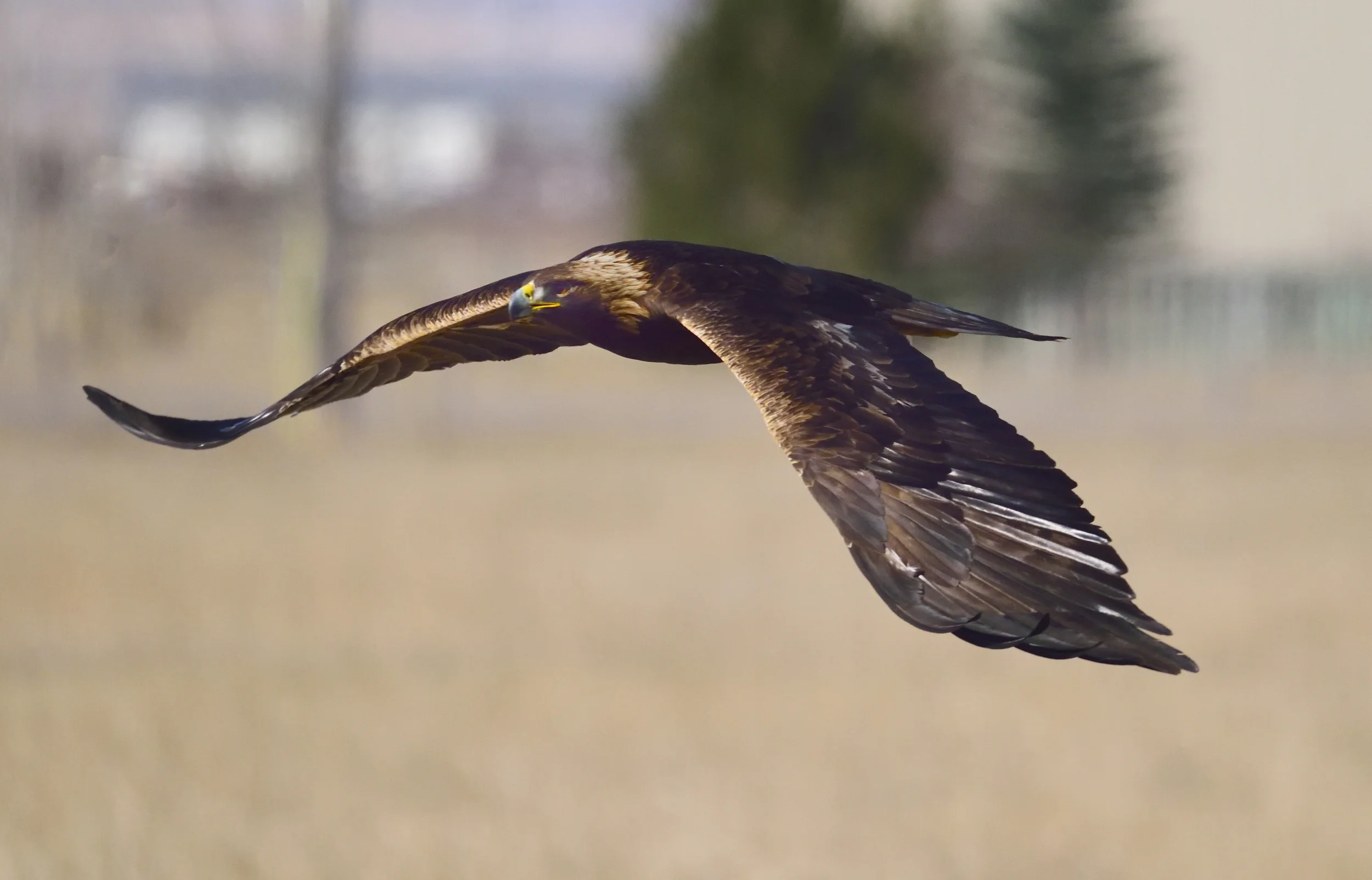 eagle 2.jpg