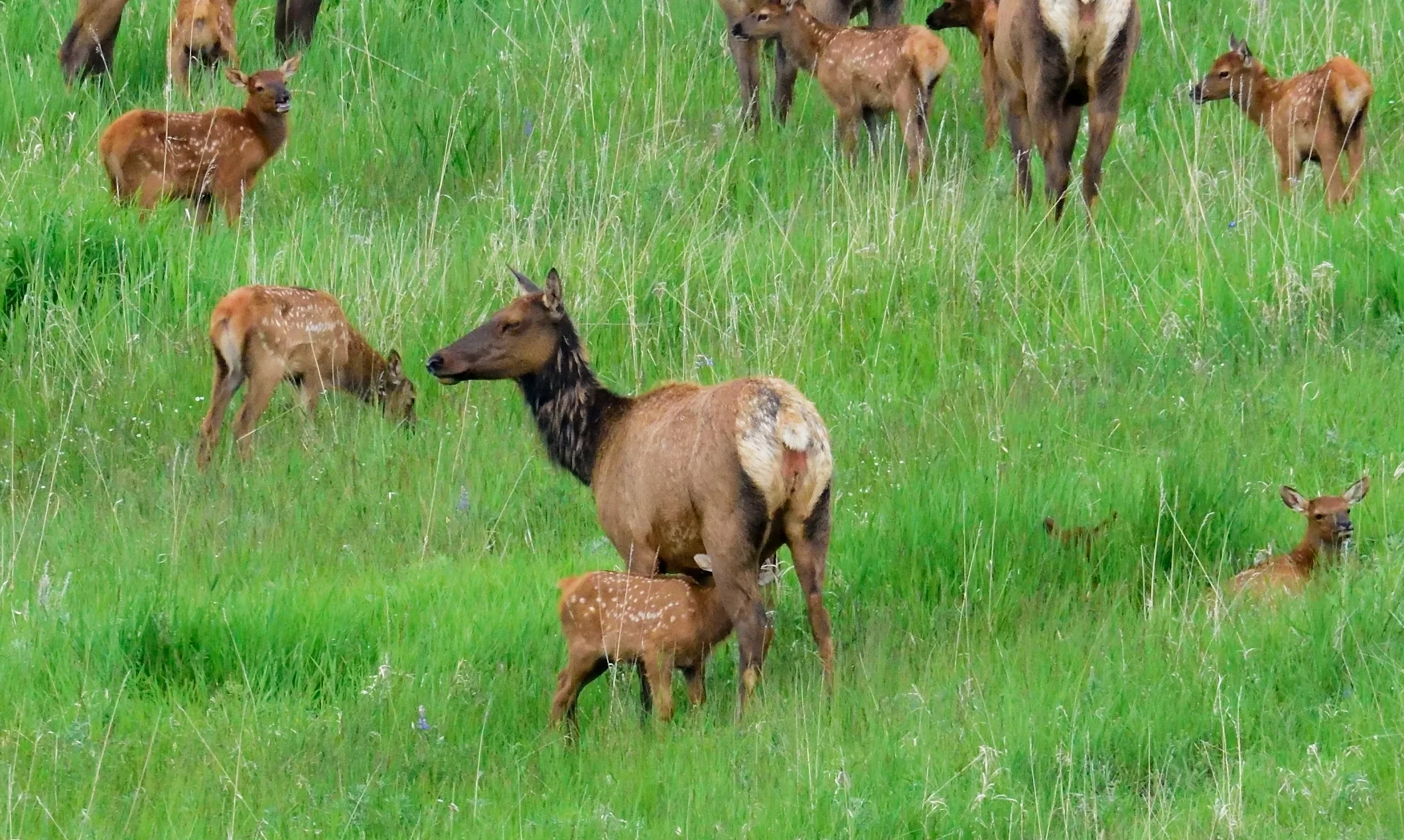 elk 5.jpg