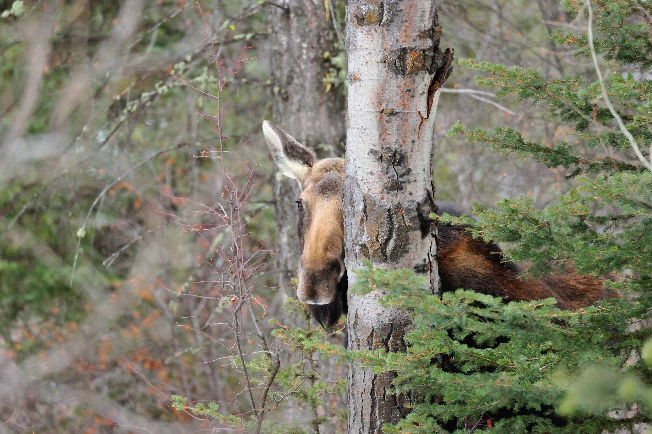 moose 1.jpg