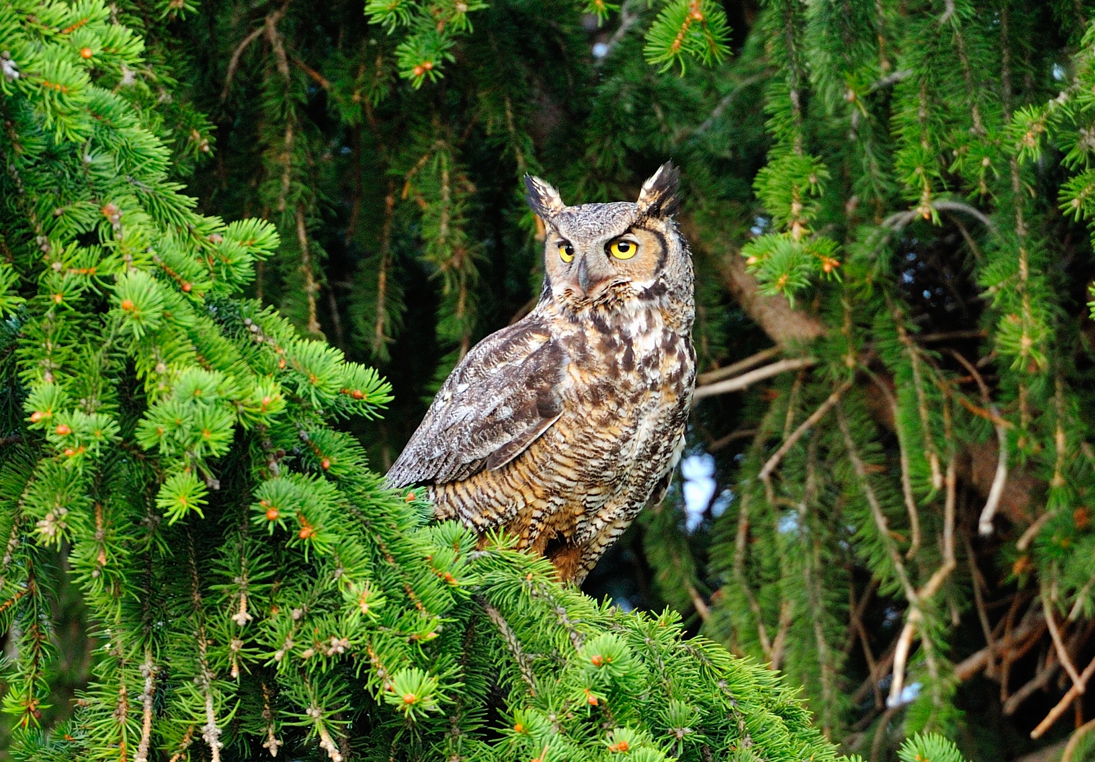 owl 6.jpg