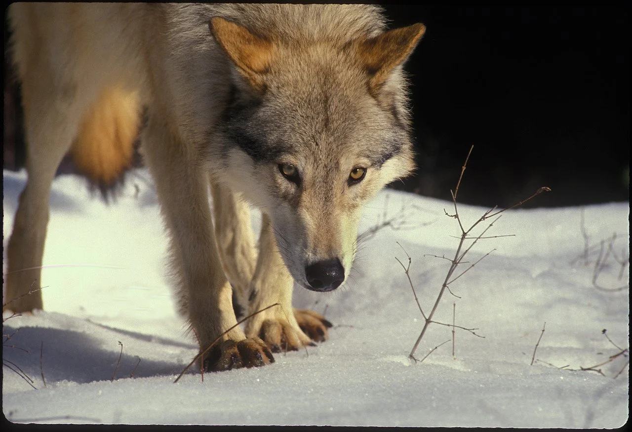 WOLF001.jpeg