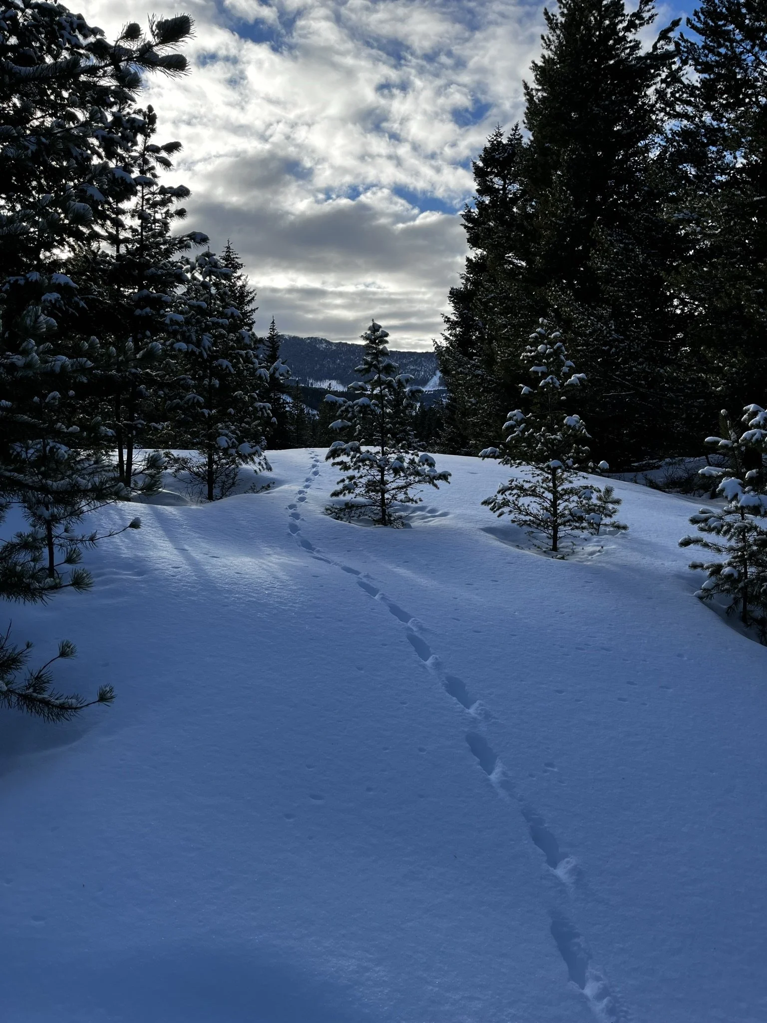 Wildlife Tracking in a Winter Wonderland - Class is Full!