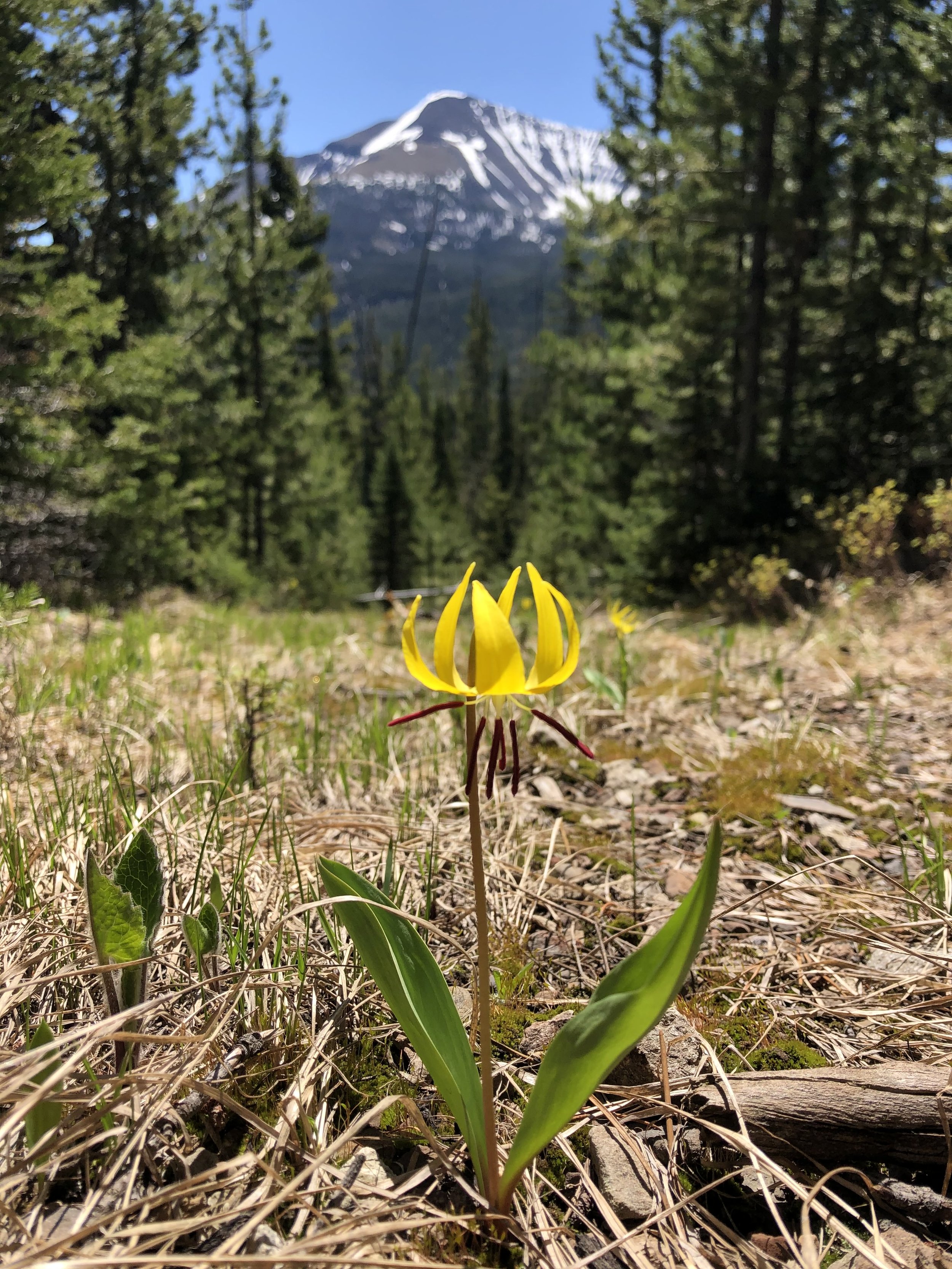 Glacier Lily Mountain.jpg