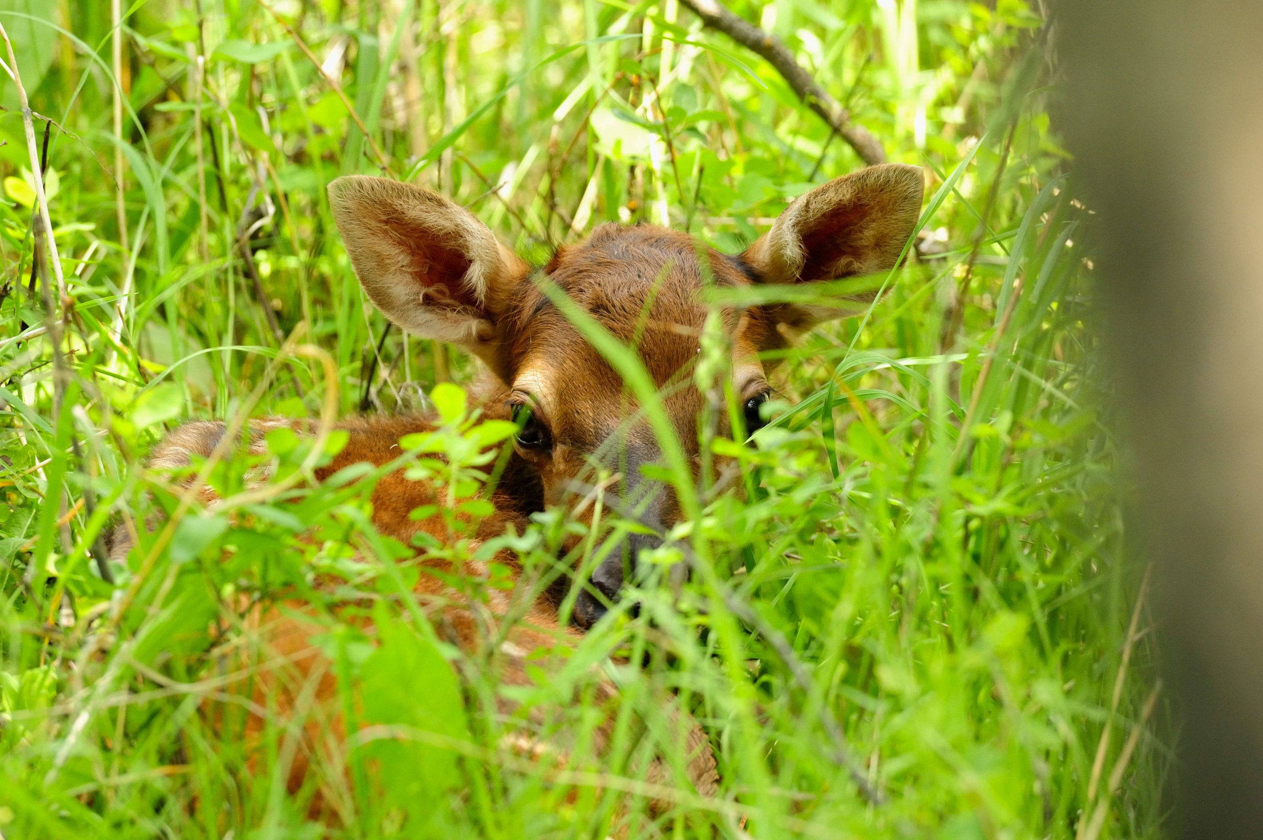 elk calf.jpg