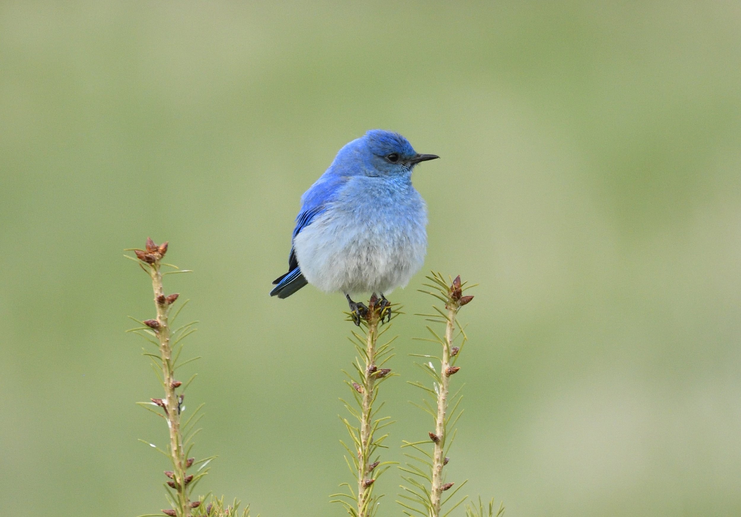 same bird.jpg