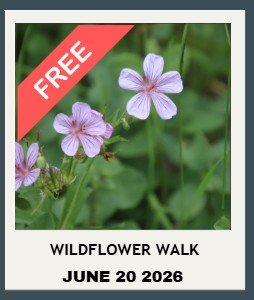 Wildflower Stroll