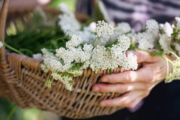 istockphoto-1326420879-612x612.jpg