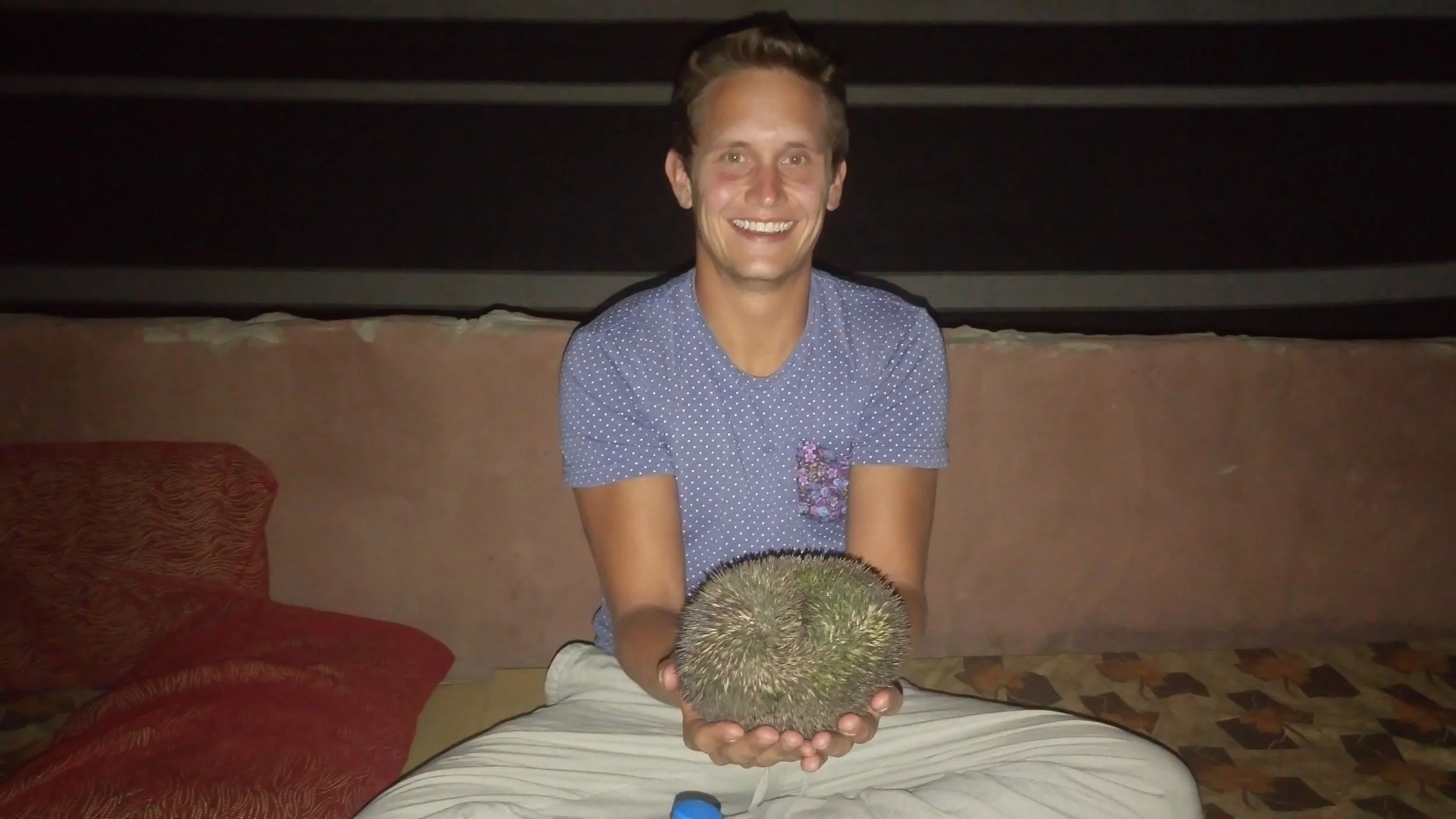 A wild desert hedgehog appears!