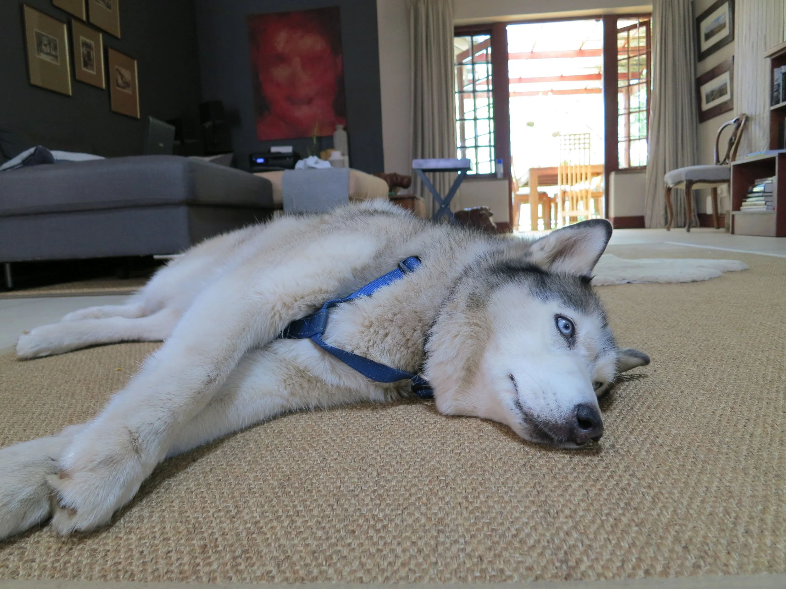 Fi the dog - Johannesburg, South Africa