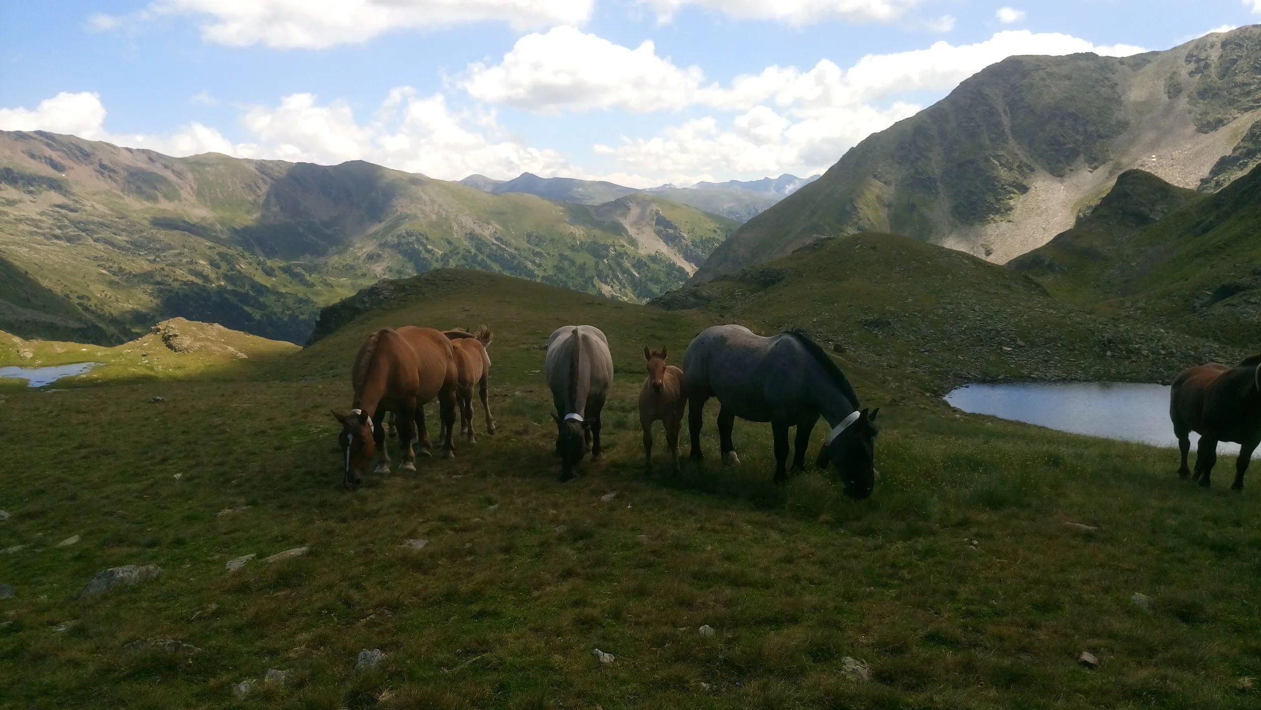 Grazing horses - Andorra