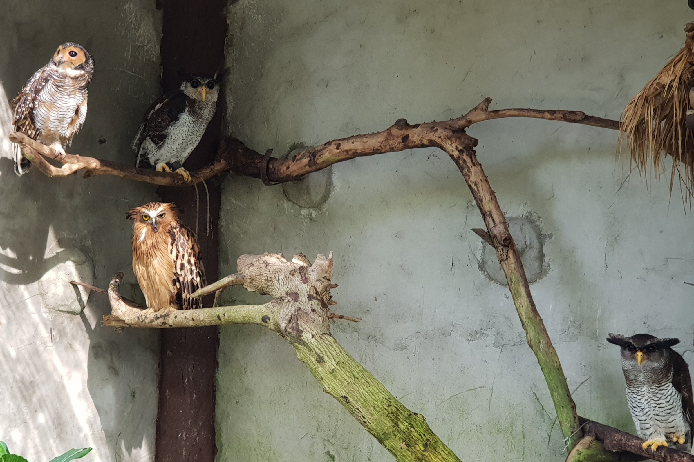 Owls at the Kuala Lumpur Bird Park, Malaysia