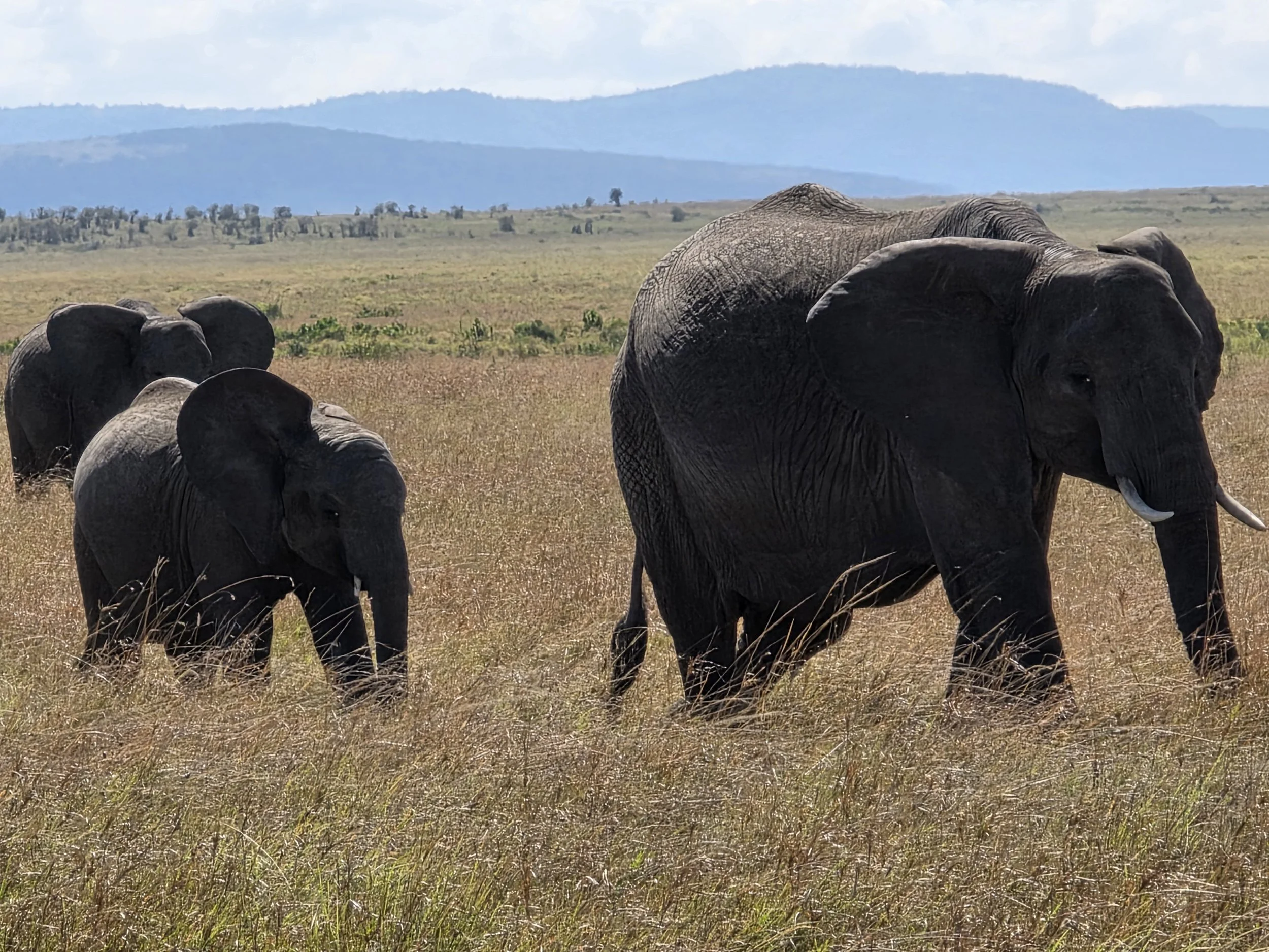 "UT-Austin deferred me. Now what? Am I cooked?"